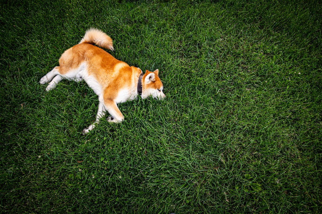 Akita Inu
