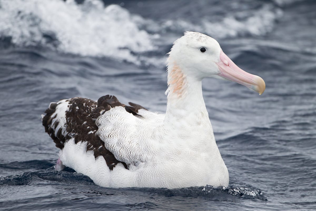 Albatros Hurleur