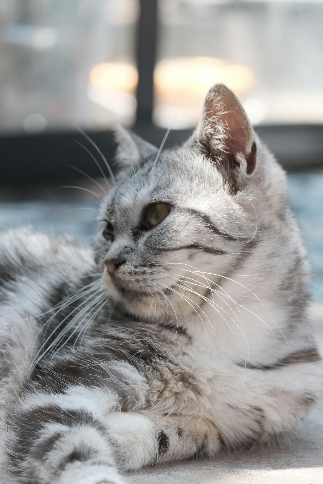American Shorthair