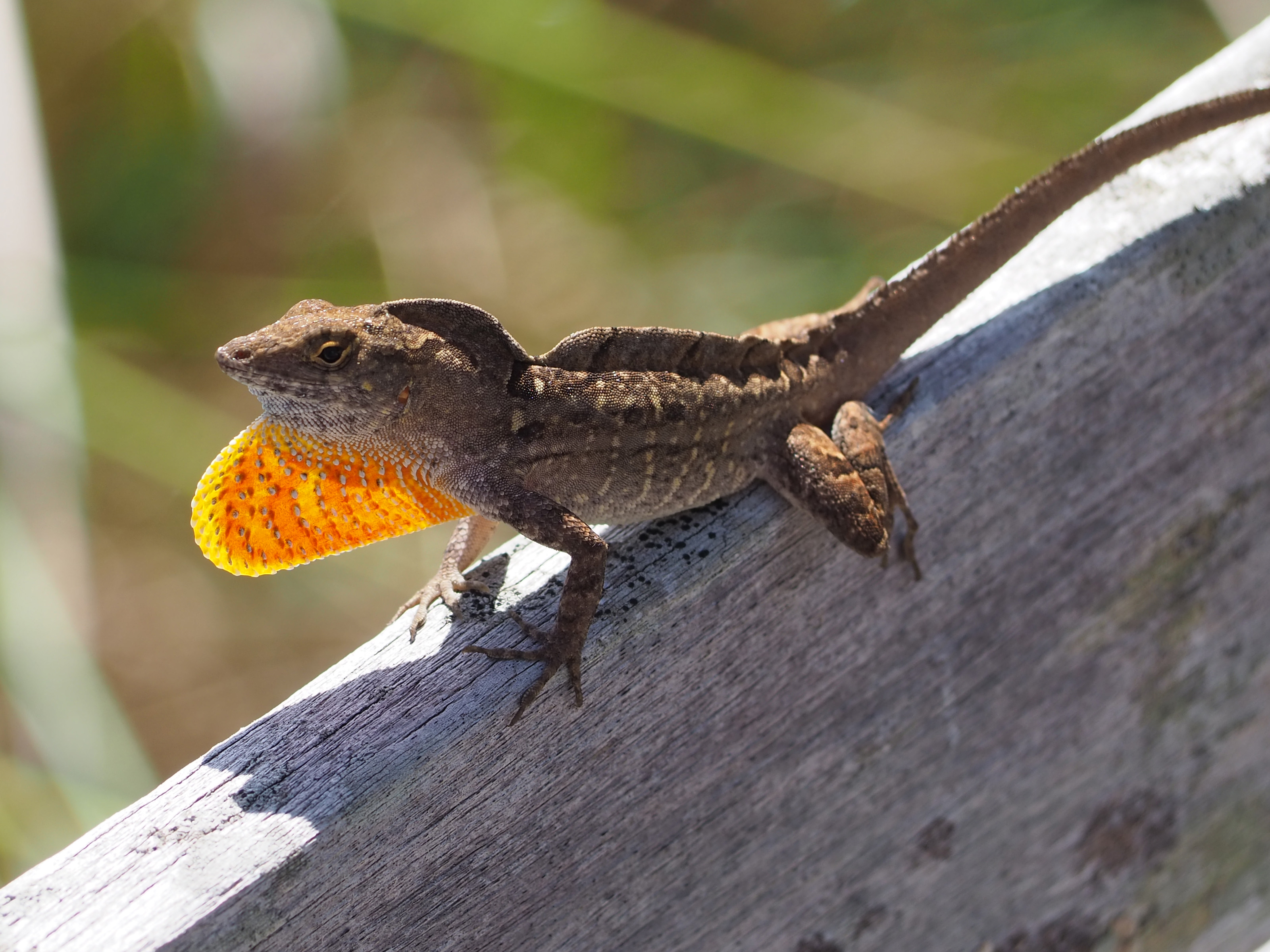Anolis de Cuba