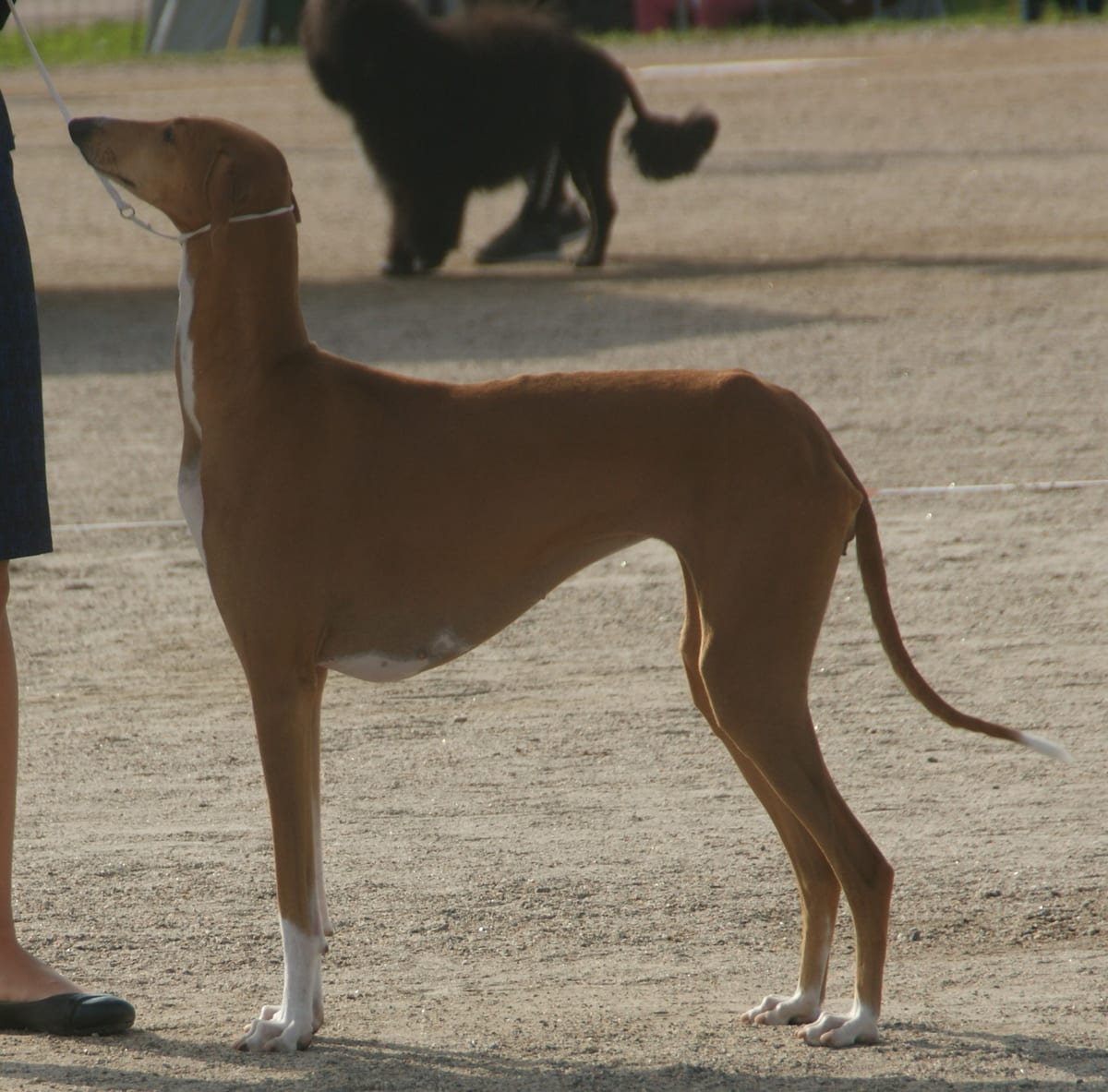 Azawakh
