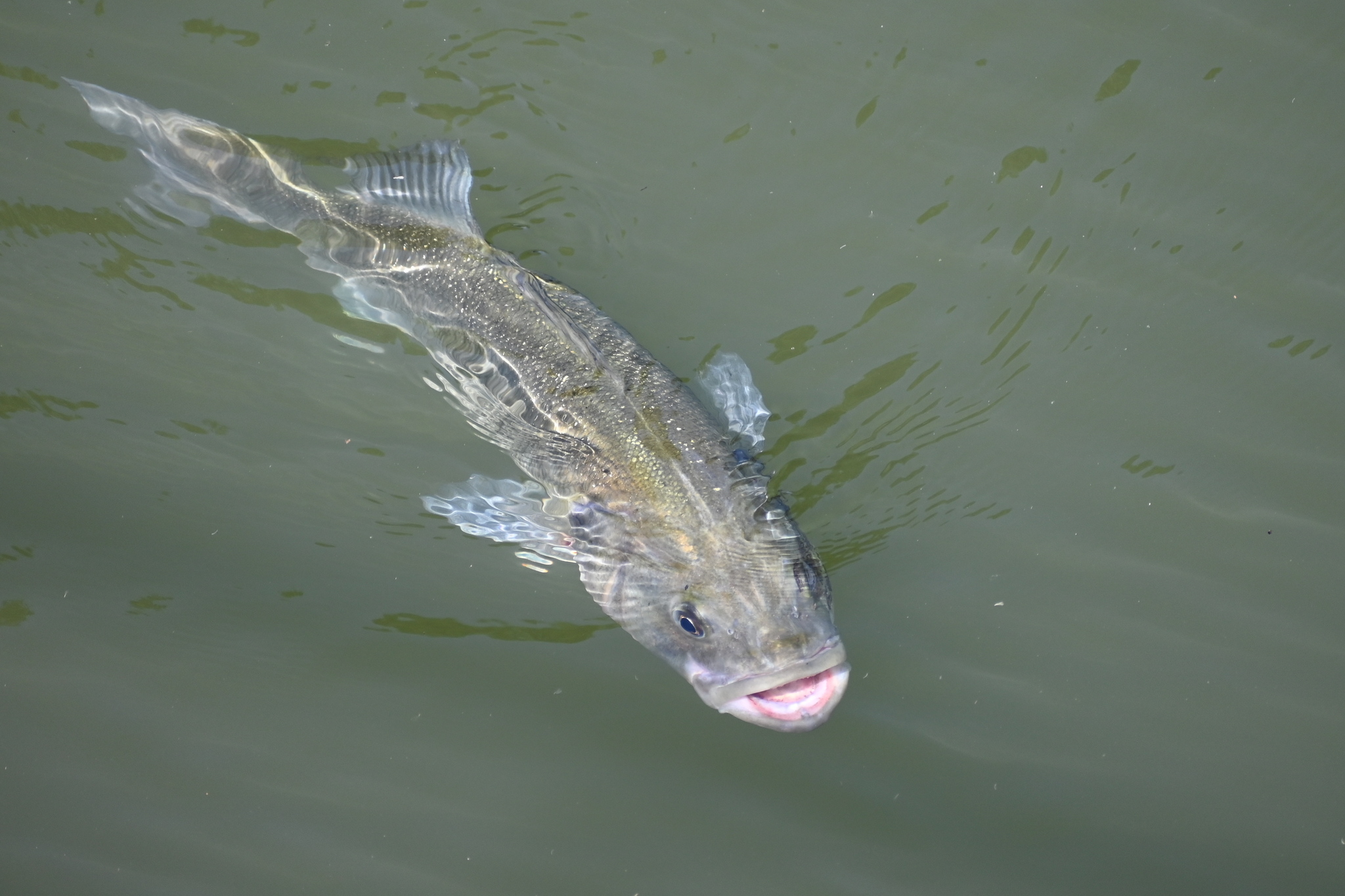 Bar-commun (Loup de mer)