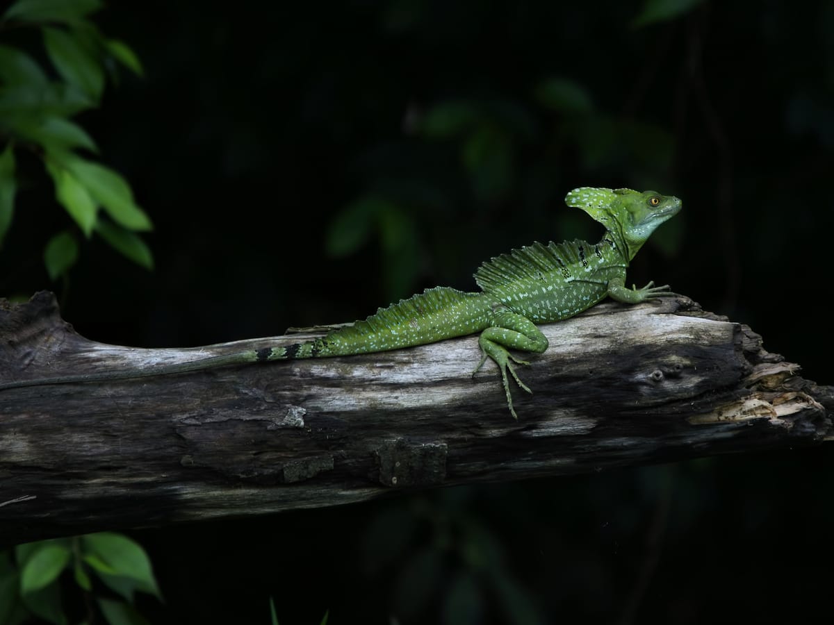 Basilic vert : Lézard vert à crête dorsale, souvent photographié courant sur l’eau