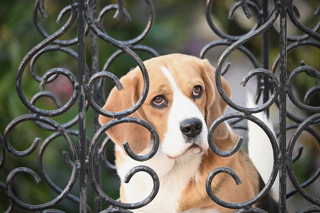 Beagle