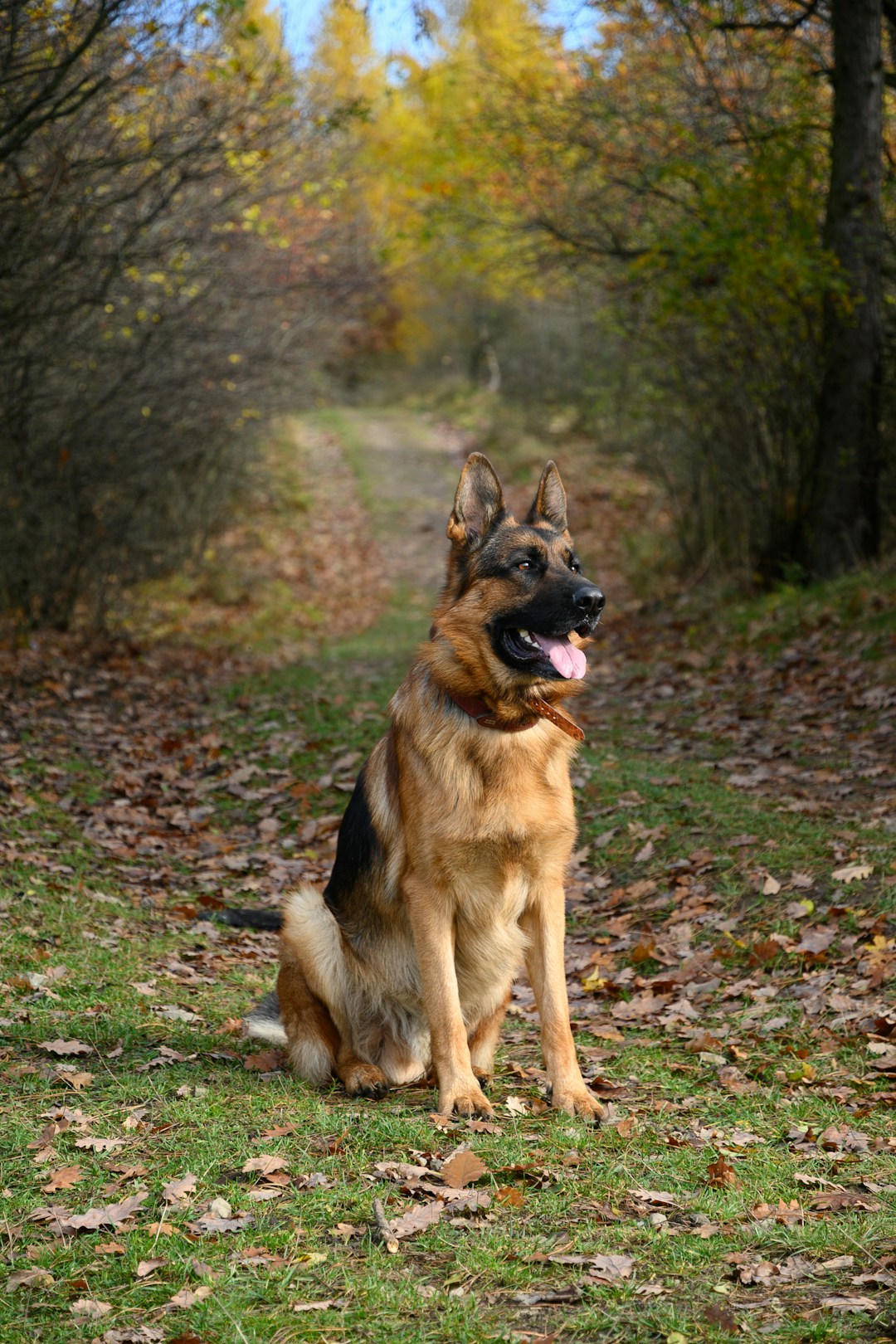 Berger Allemand