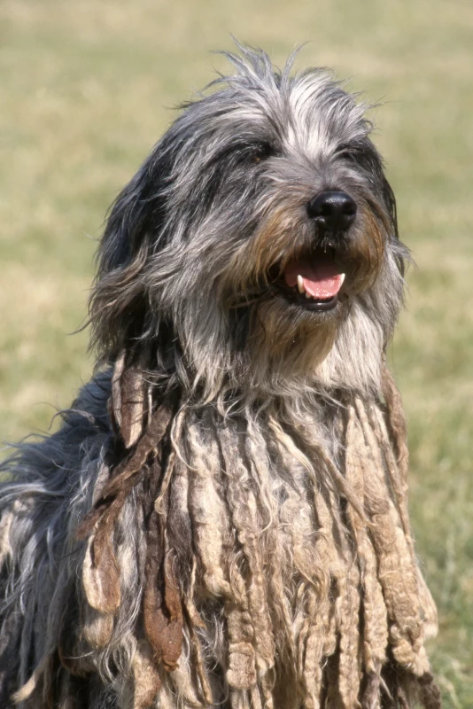 Berger Bergamasque
