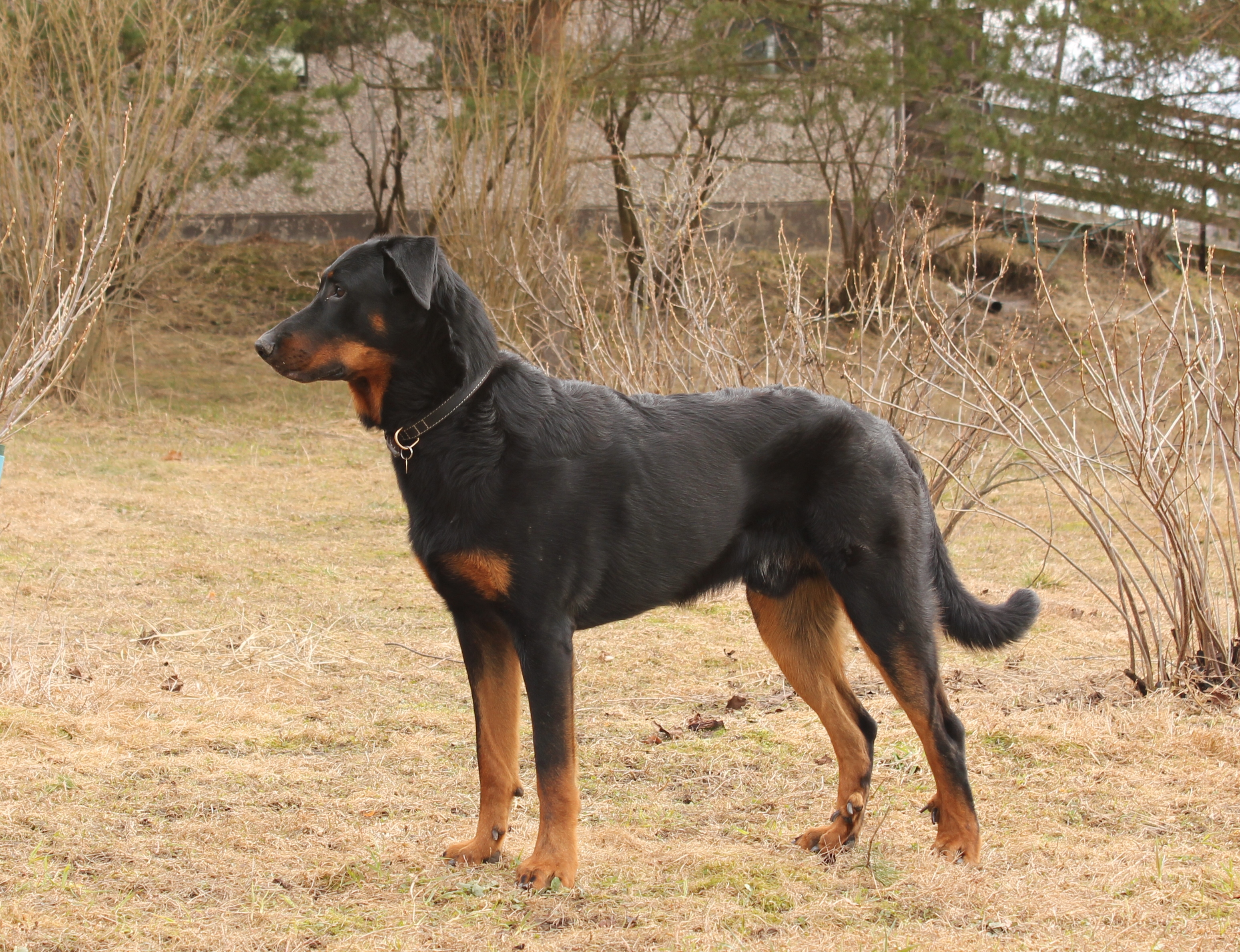 Berger de Beauce