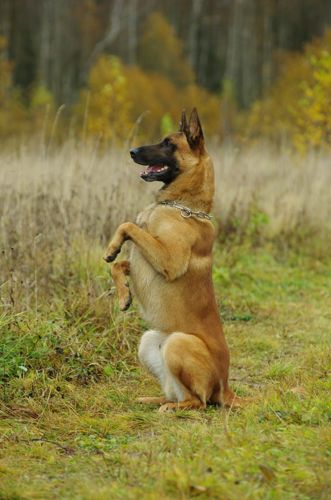 Berger de Malinois