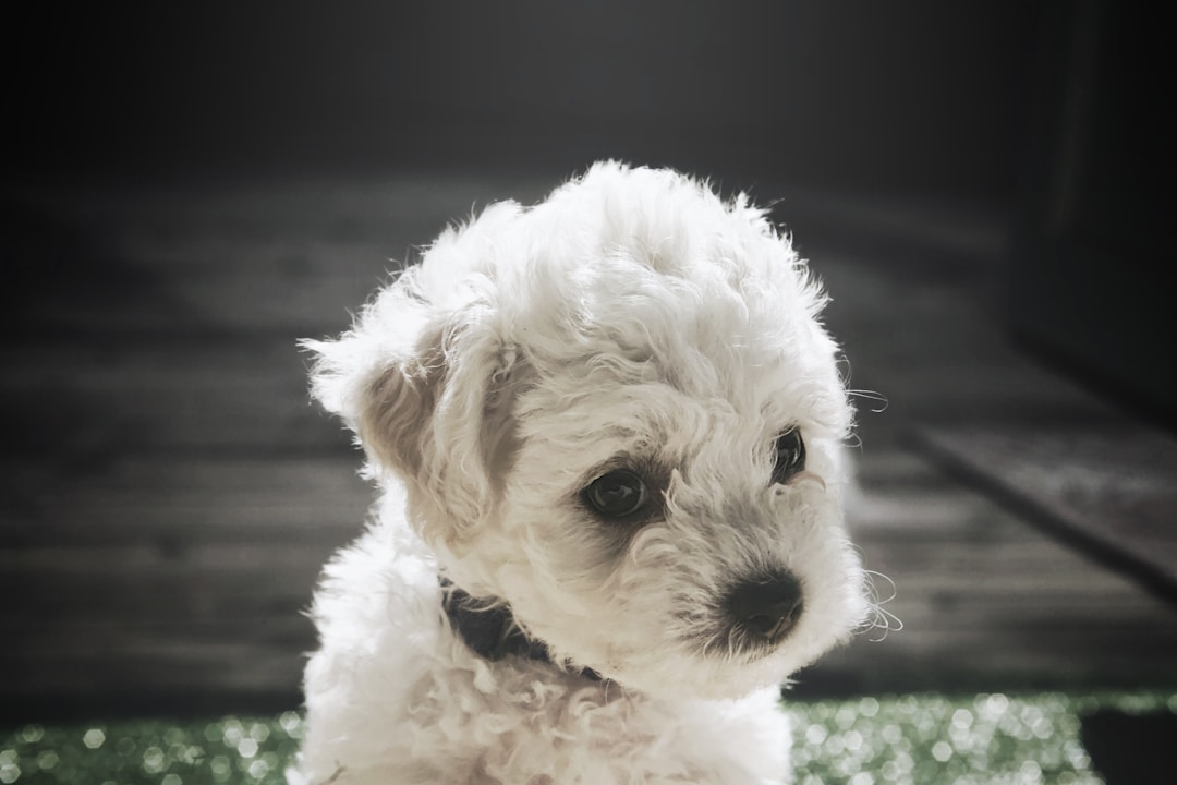 Bichon Frise
