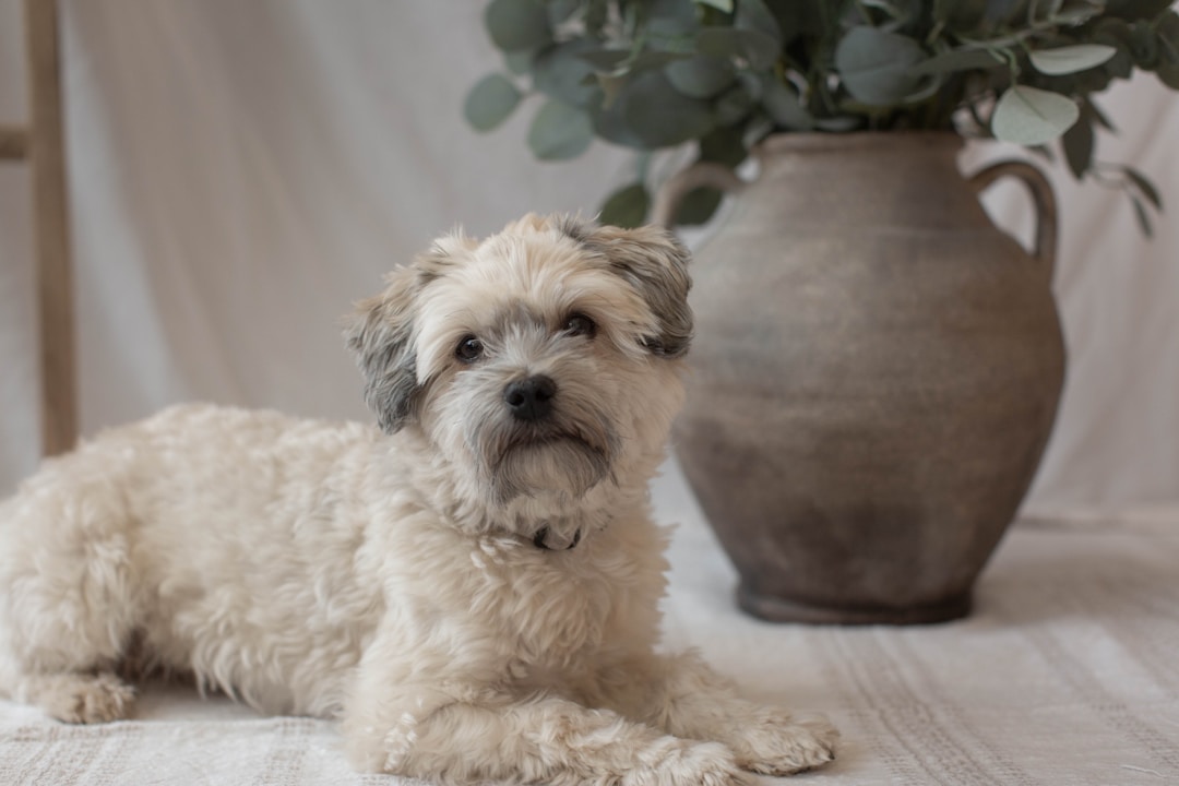 Bichon Havanais