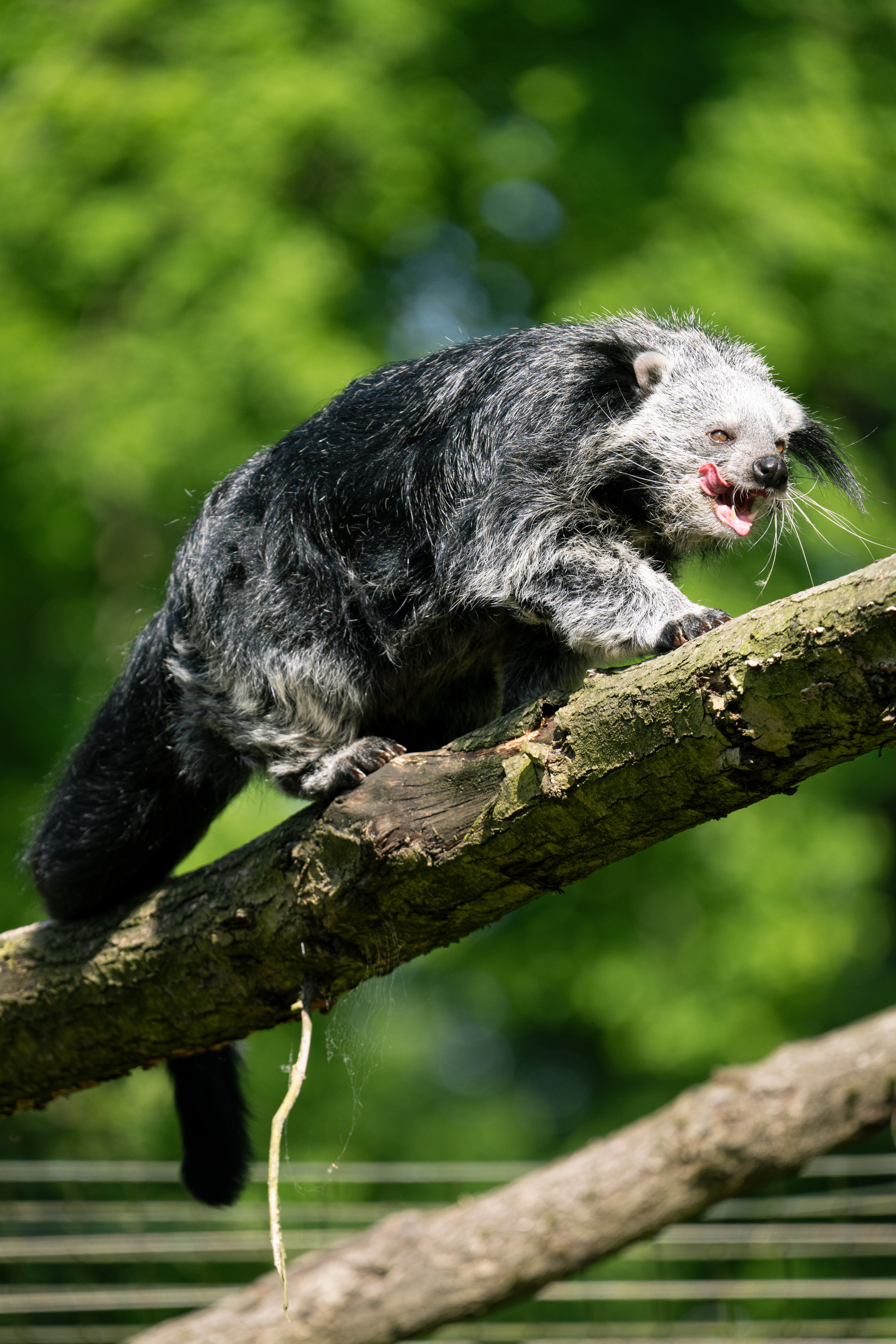 Binturong : Mammifère sombre et trapu, à longue queue préhensile et moustaches blanches