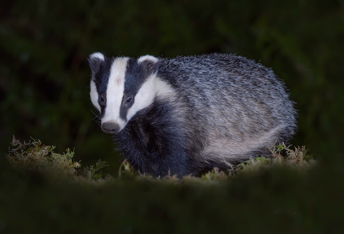 Blaireau européen : Corps trapu gris, pattes noires et deux larges bandes noires sur la tête