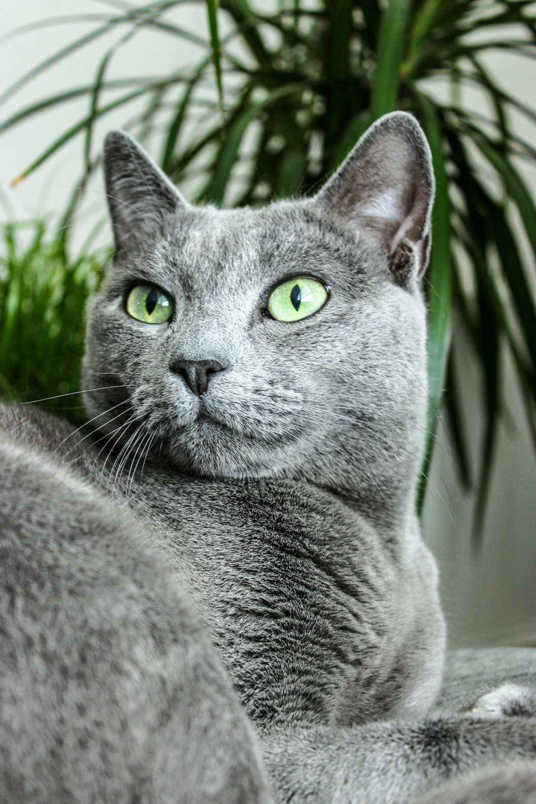 Bleu Russe