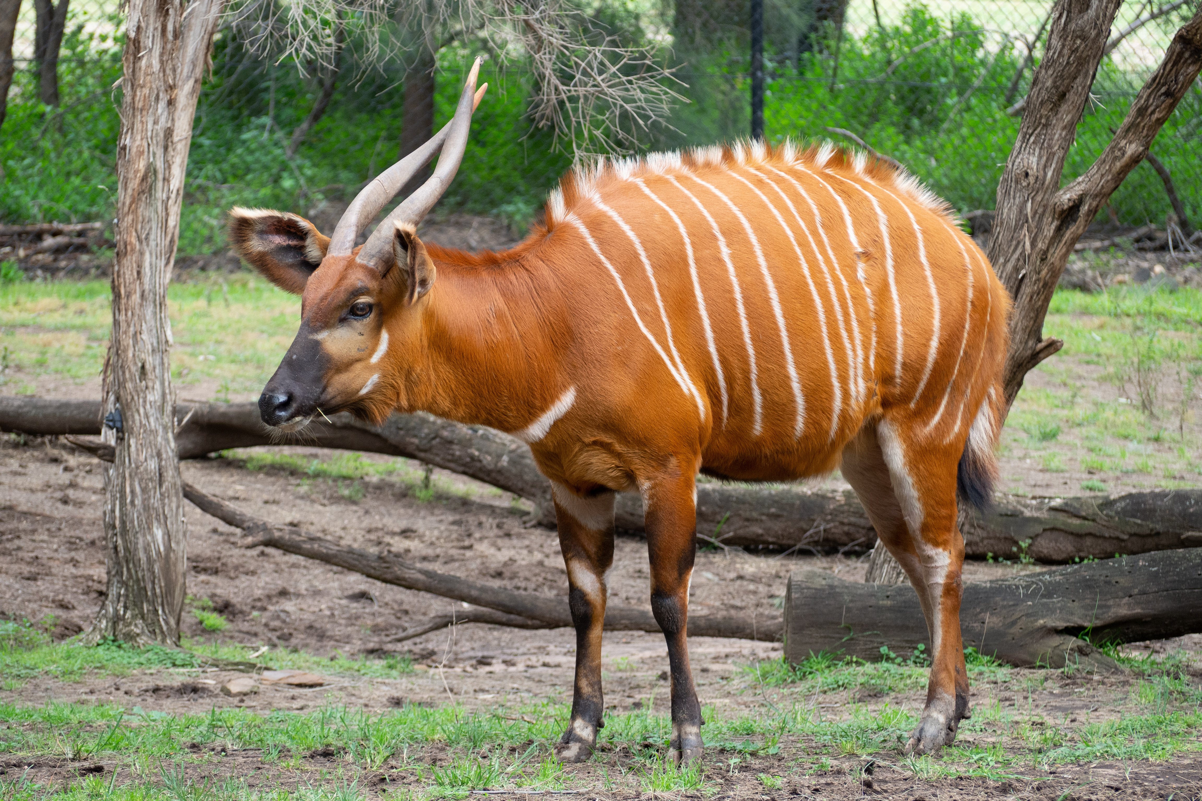 Bongo : Grande antilope rousse rayée de blanc, avec de longues cornes spiralées