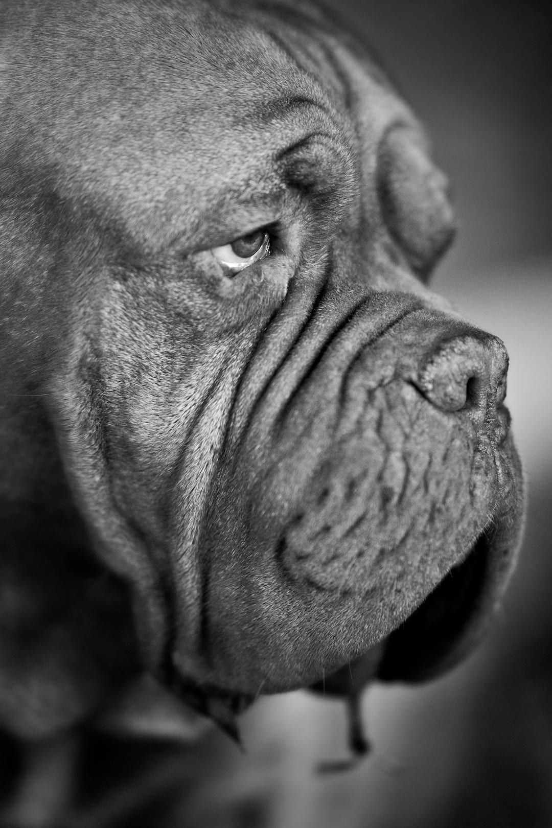 Bouledogue Anglais