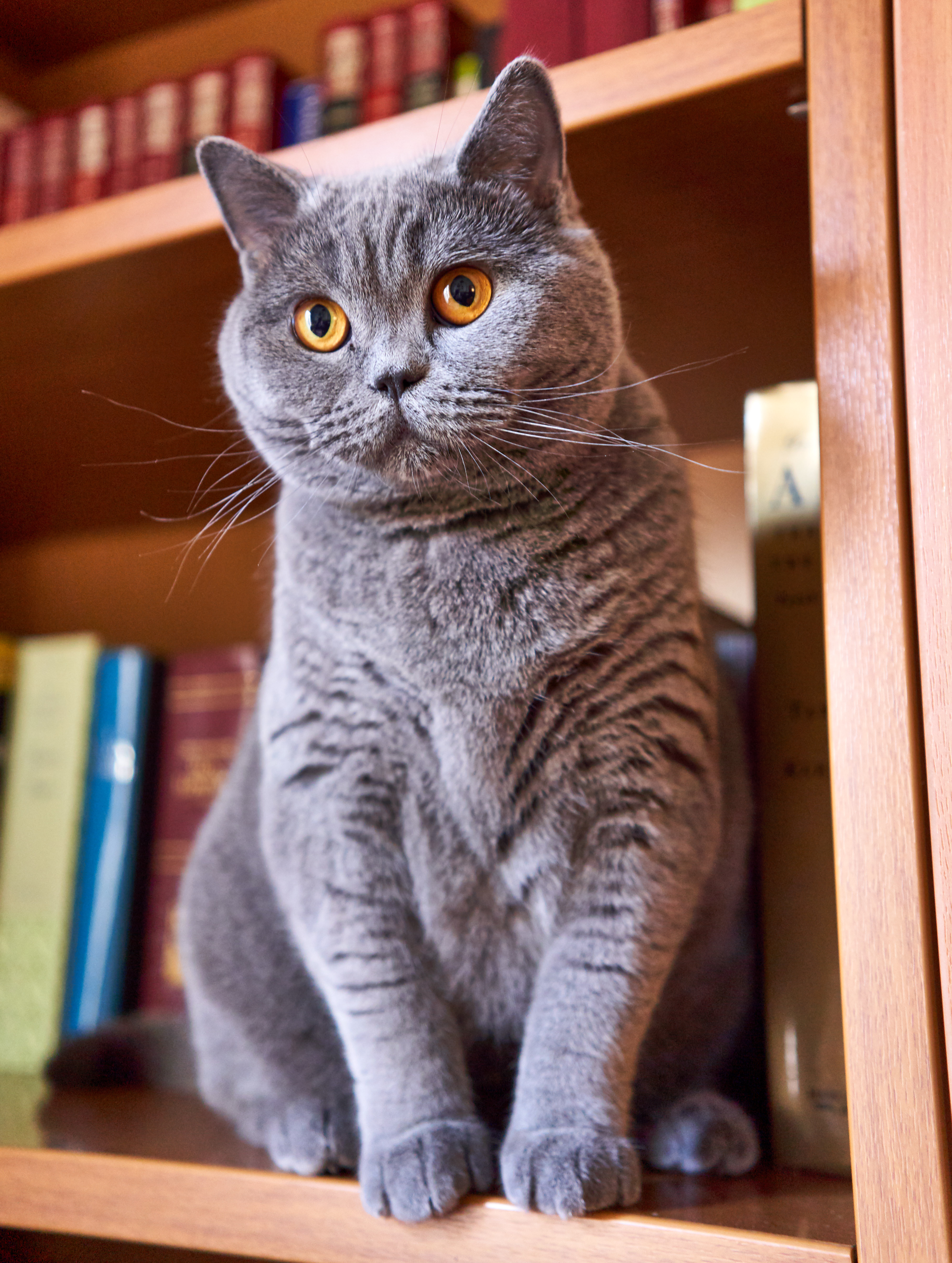 British Shorthair