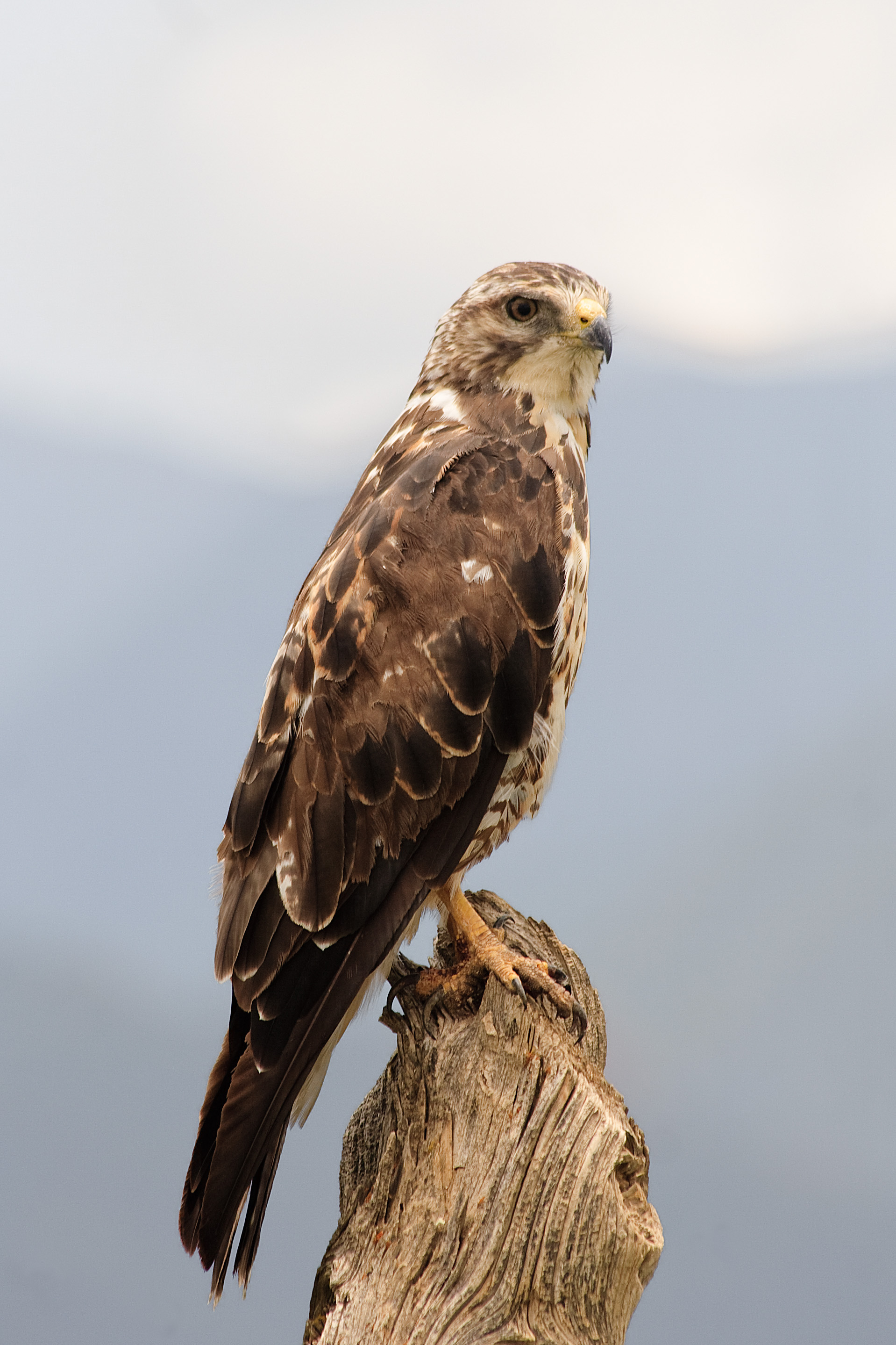 Buse Variable