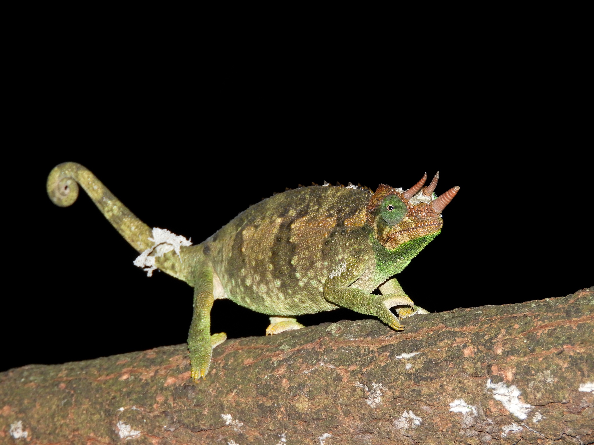 Caméléon de Jackson