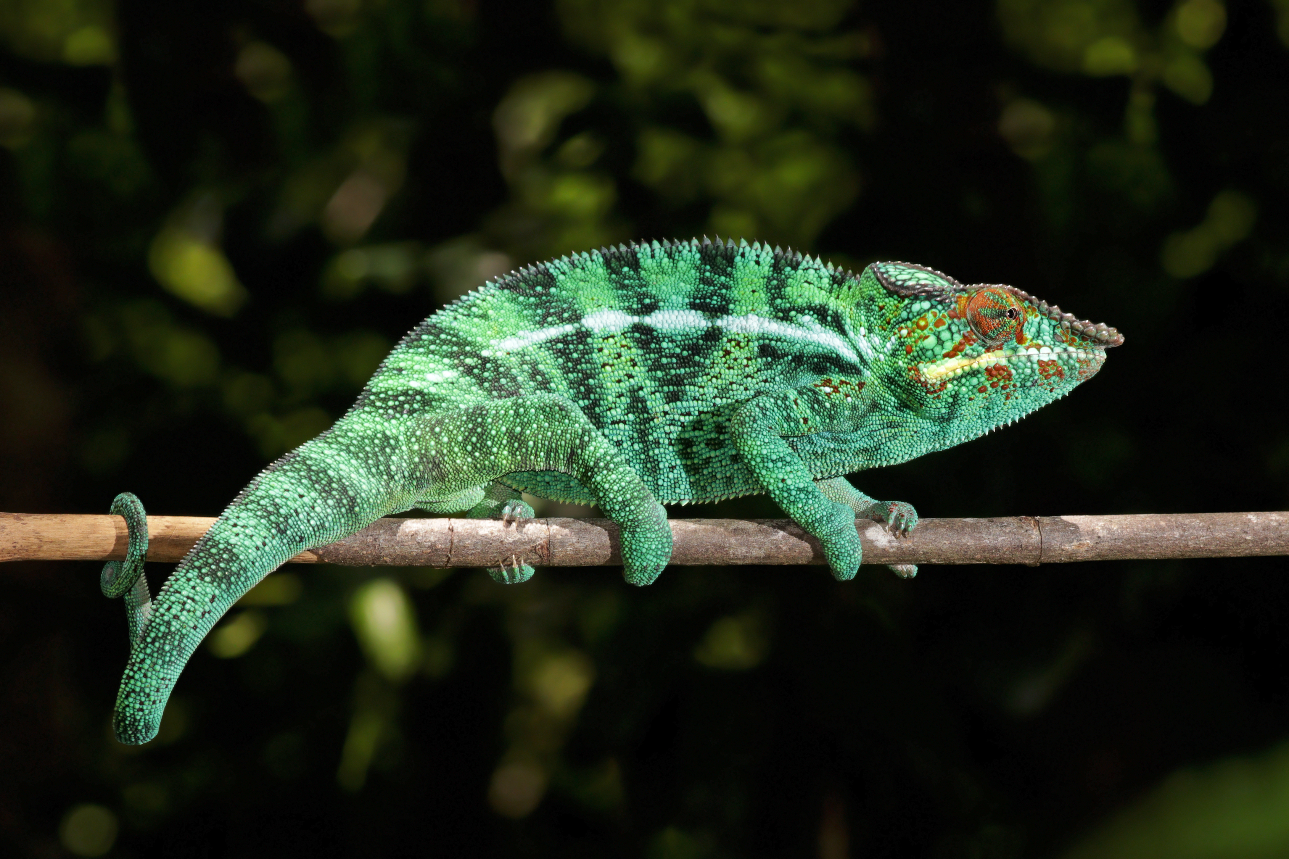 Caméléon panthère