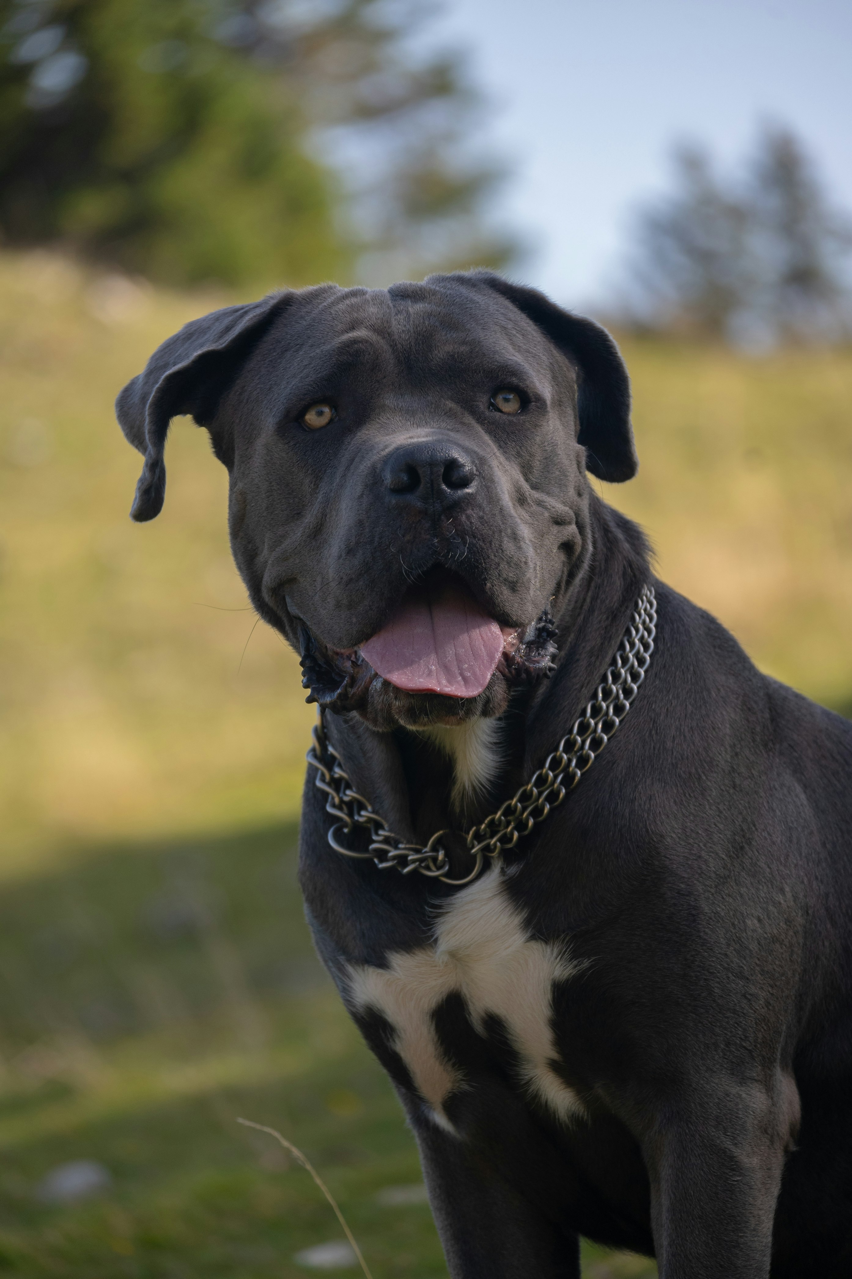 Cane Corso