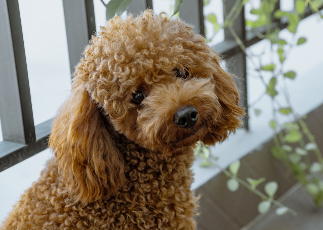 Caniche