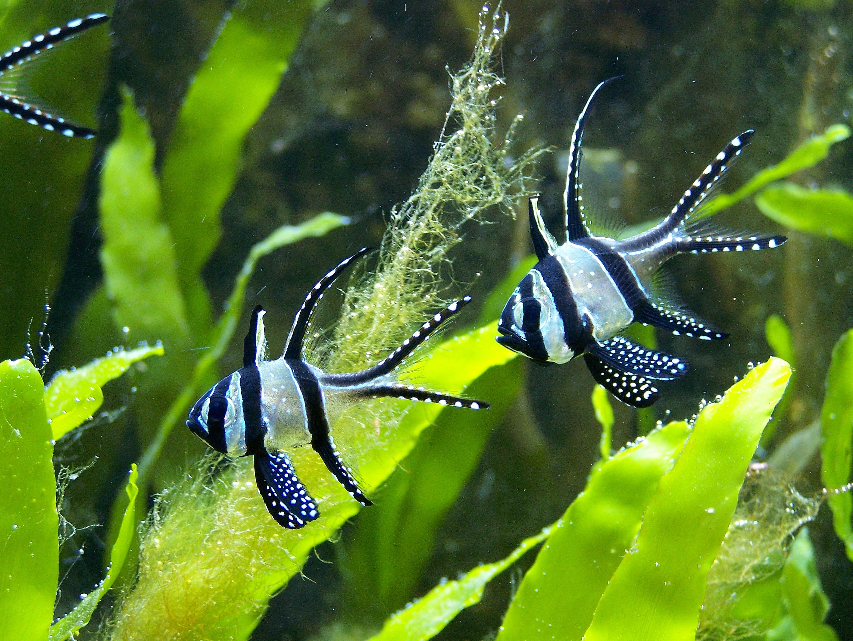 Cardinal de Banggai