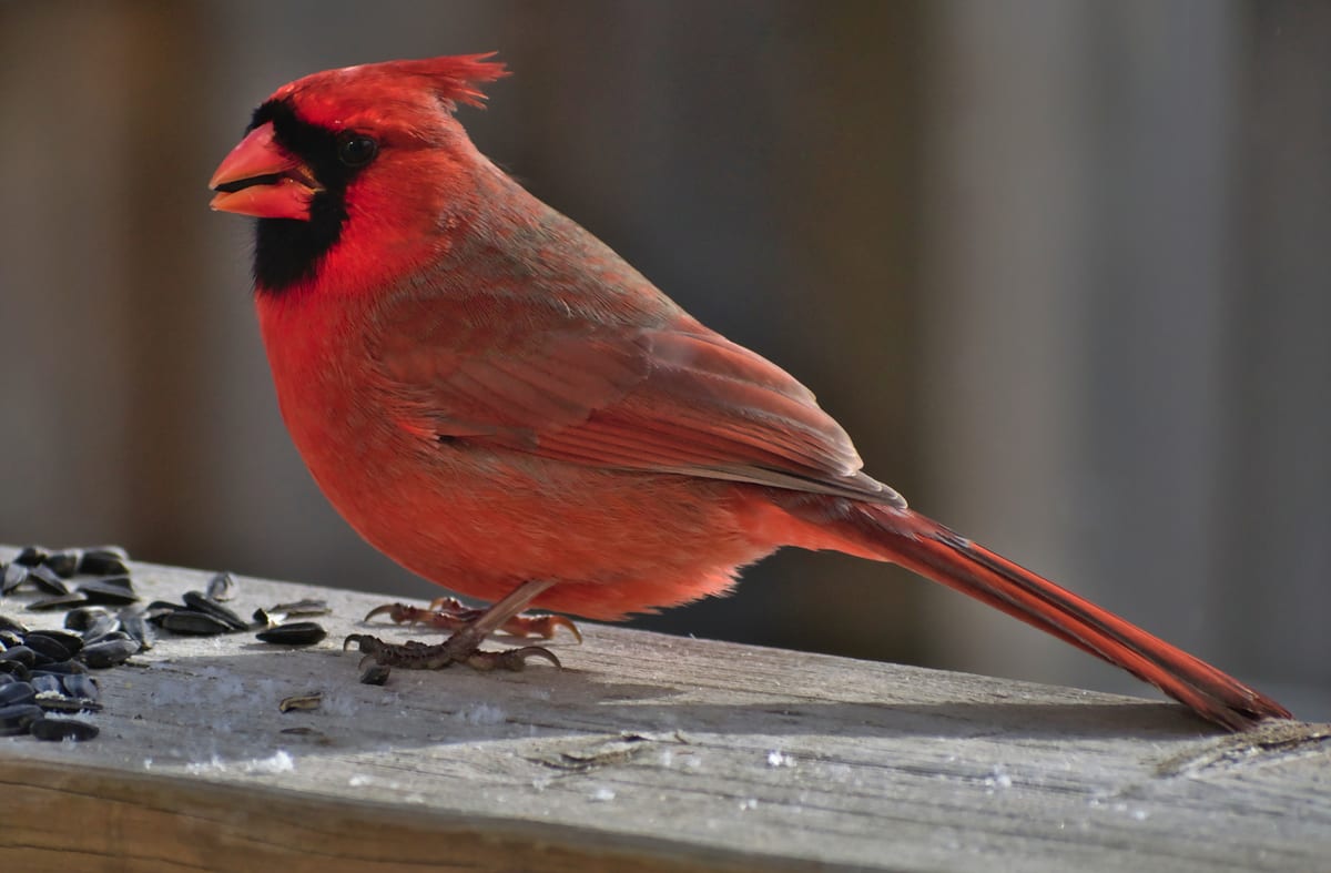 Cardinal Rouge