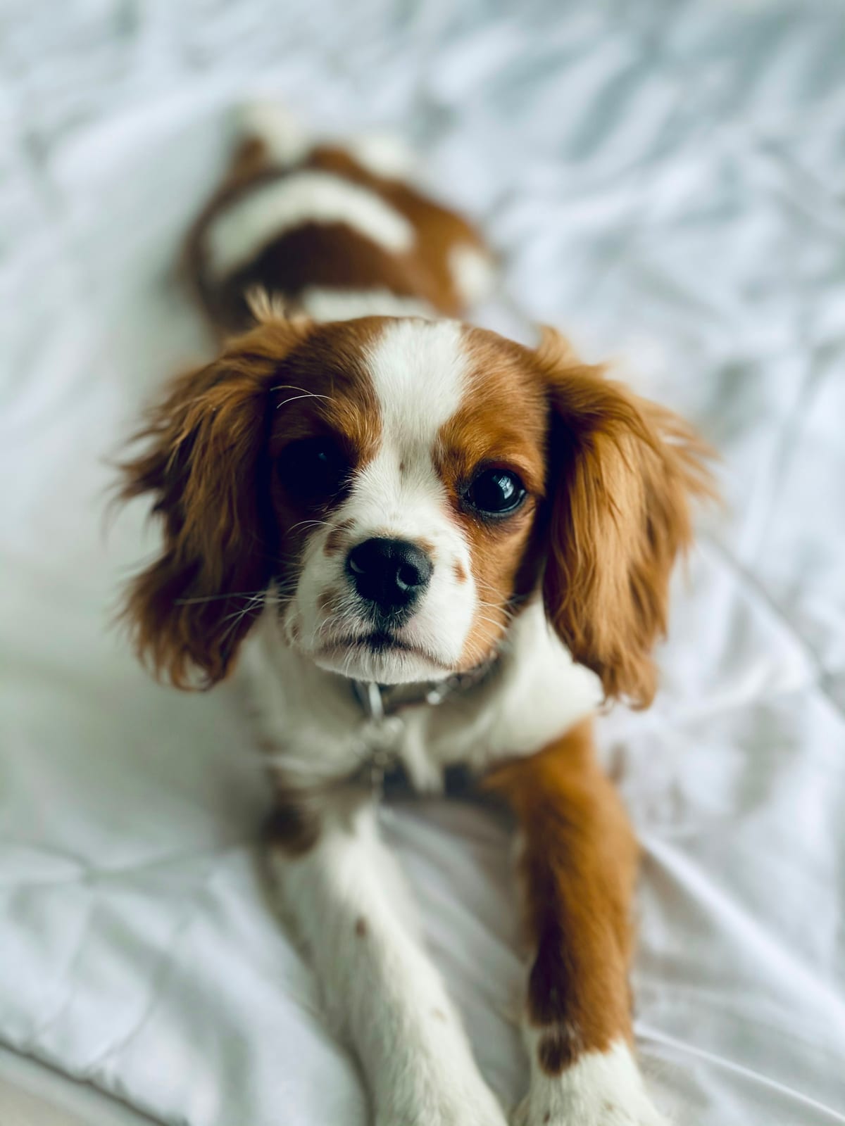 Cavalier King Charles