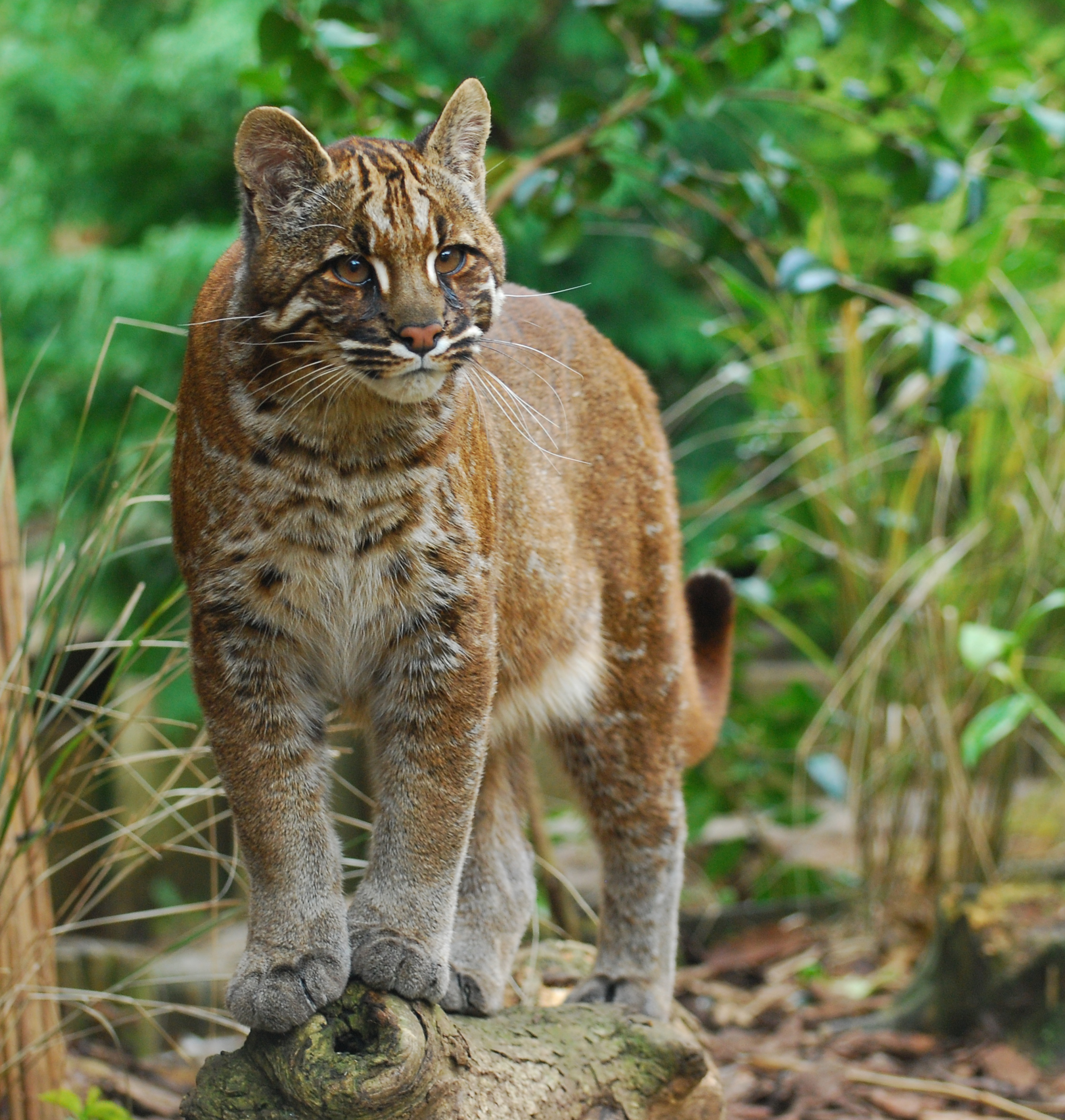 Chat de Temminck : Félin trapu au pelage brun doré, souvent marqué de bandes faciales claires