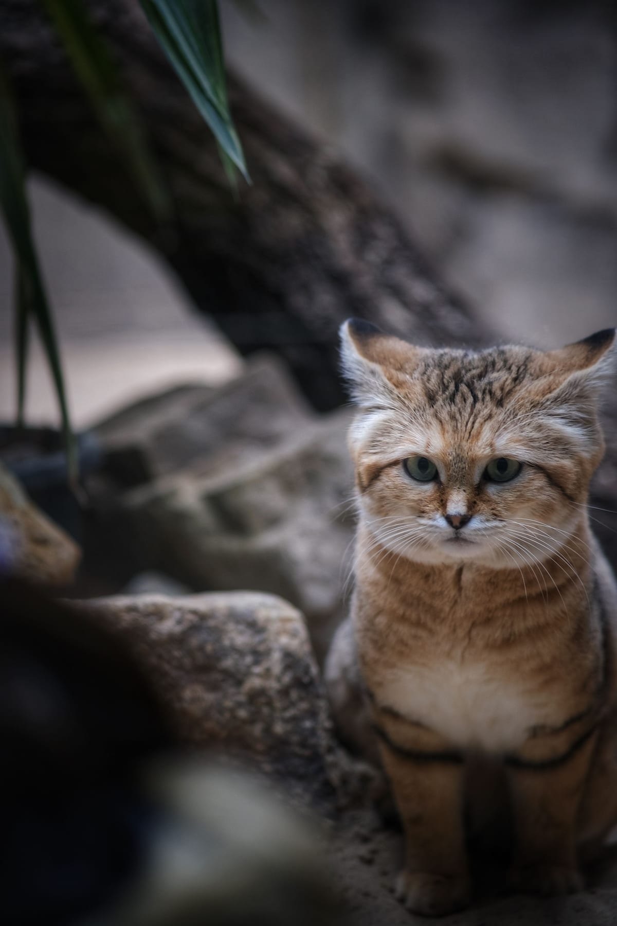 Chat des Sables