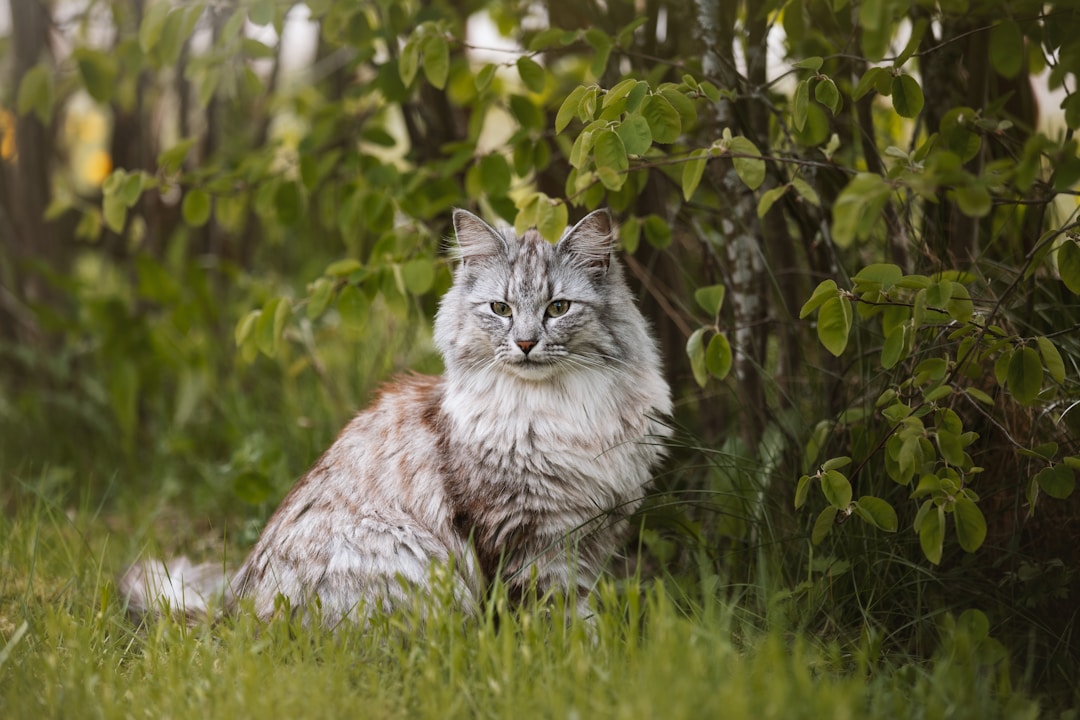 Chat Norvégien
