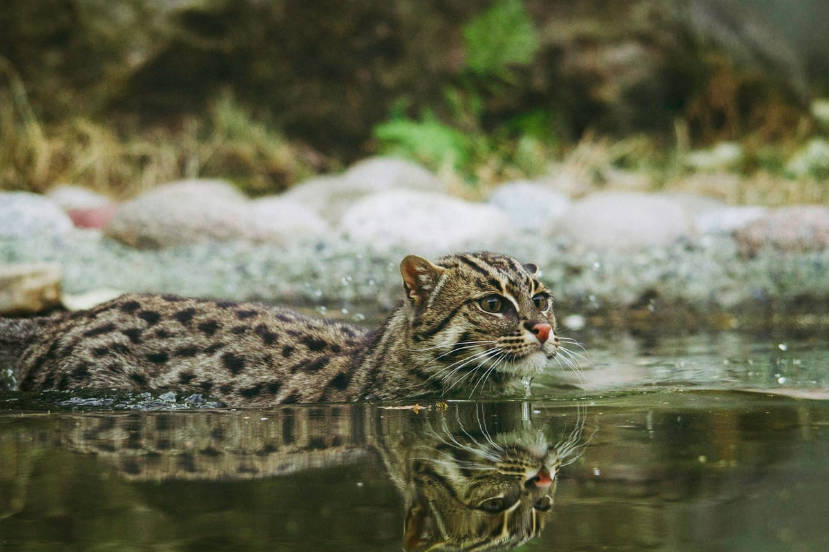 Chat Pêcheur