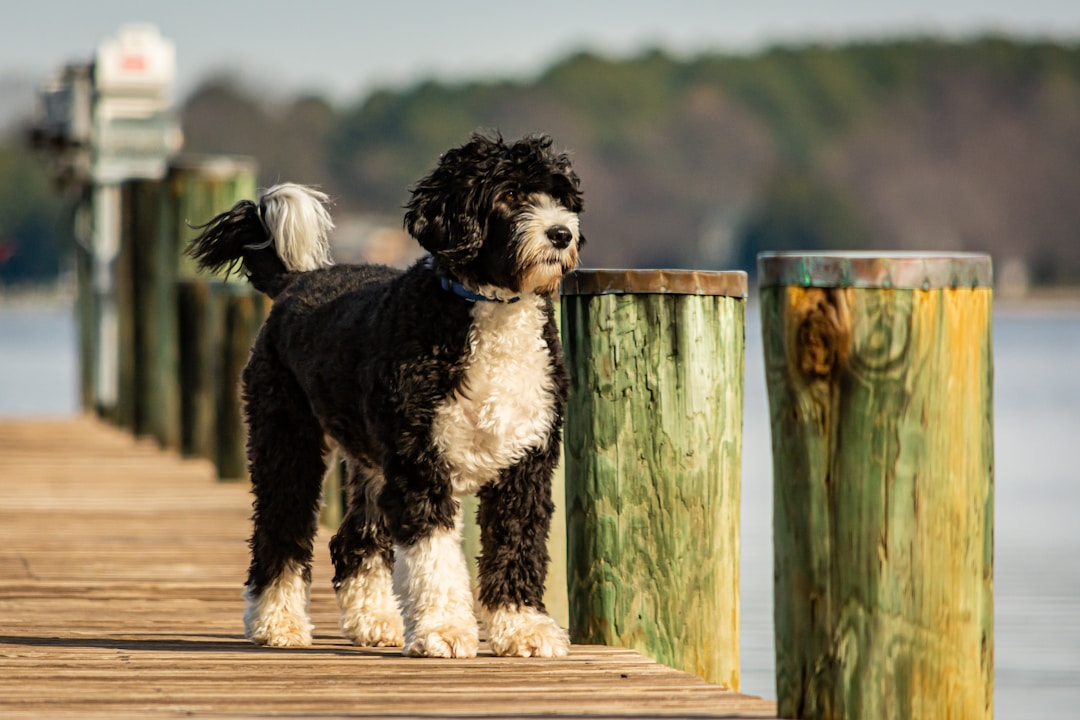 Chien d'Eau Portugais