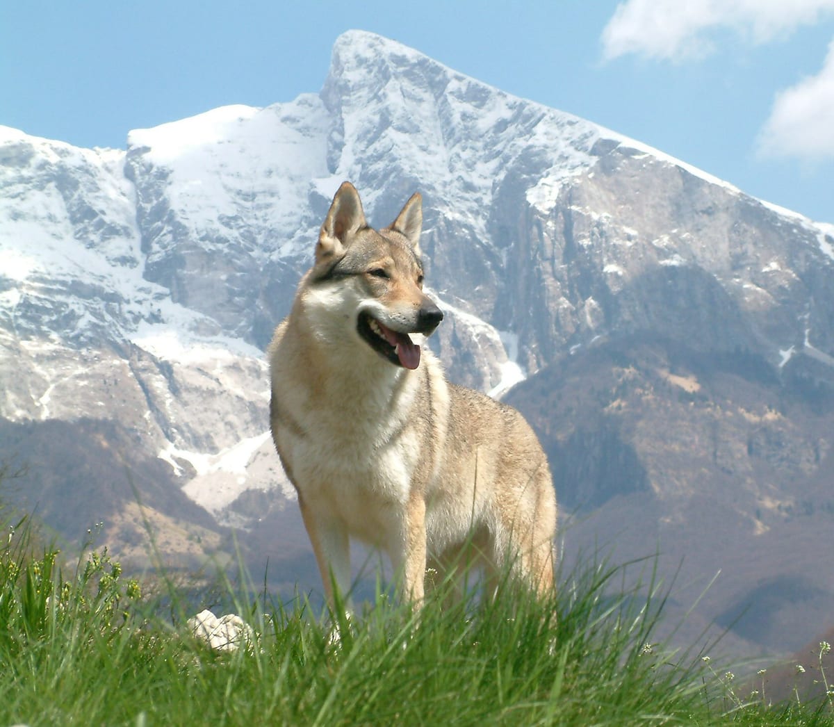 Chien-Loup Tchécoslovaque