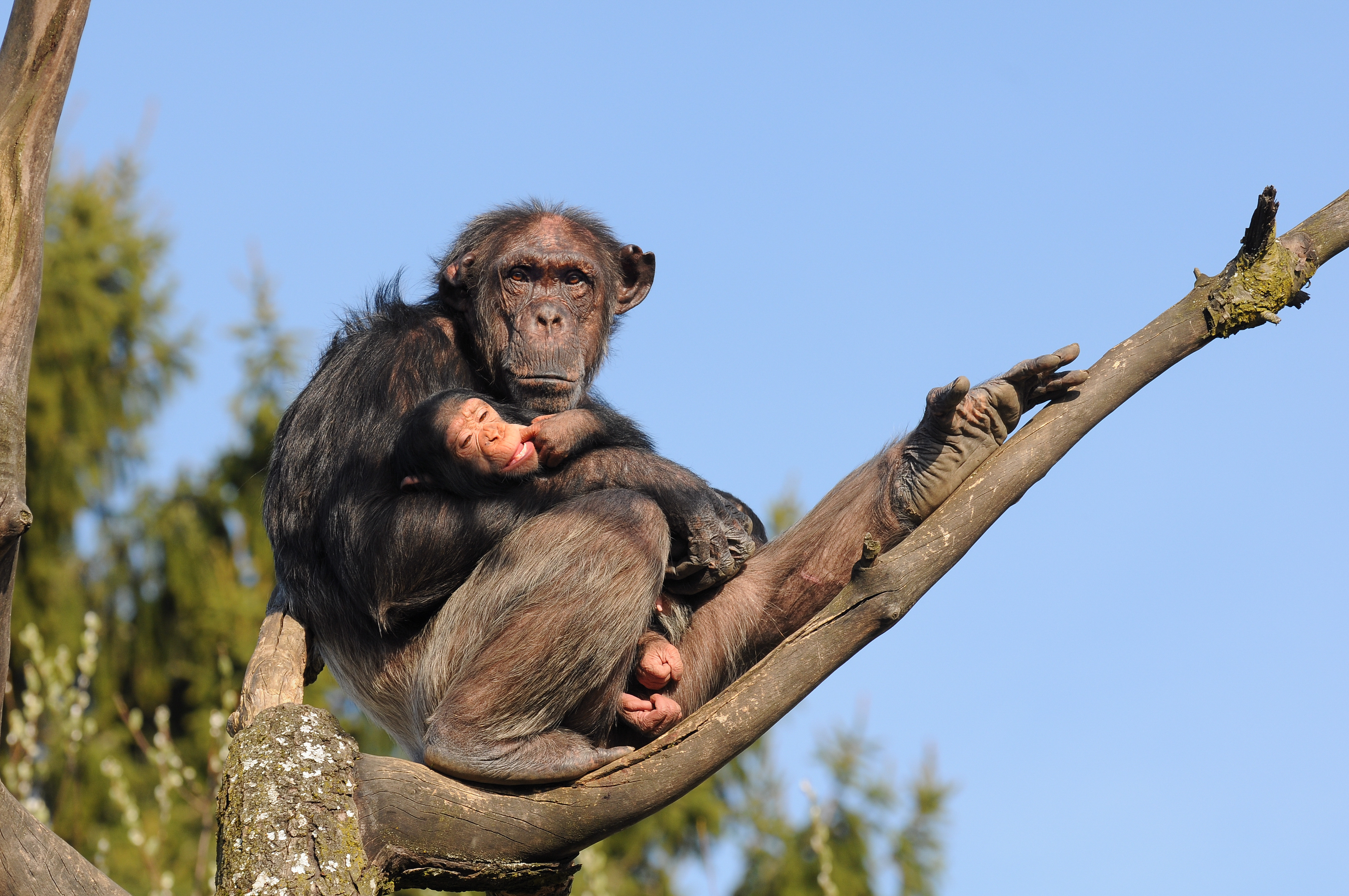 Chimpanzé