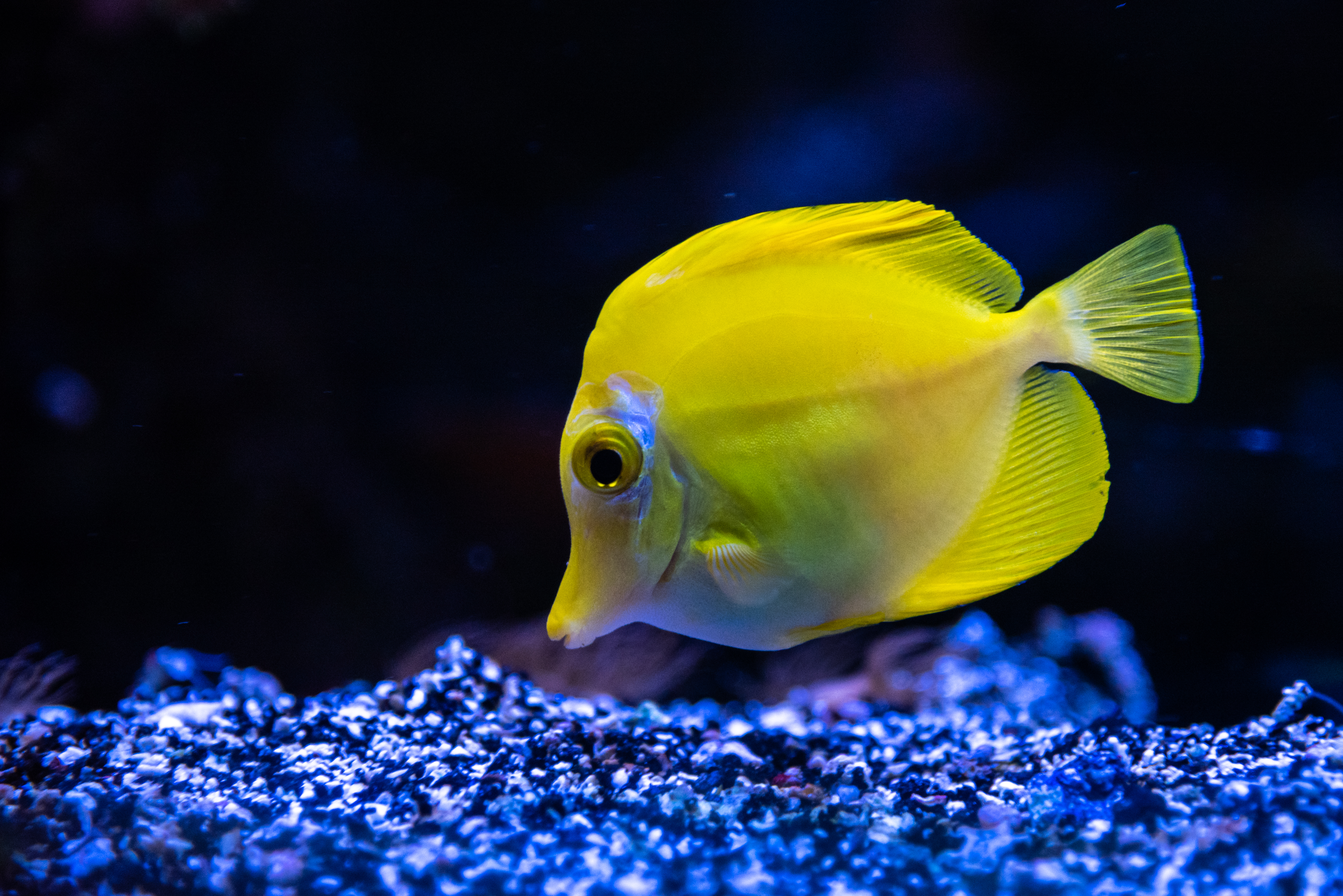 Chirurgien jaune