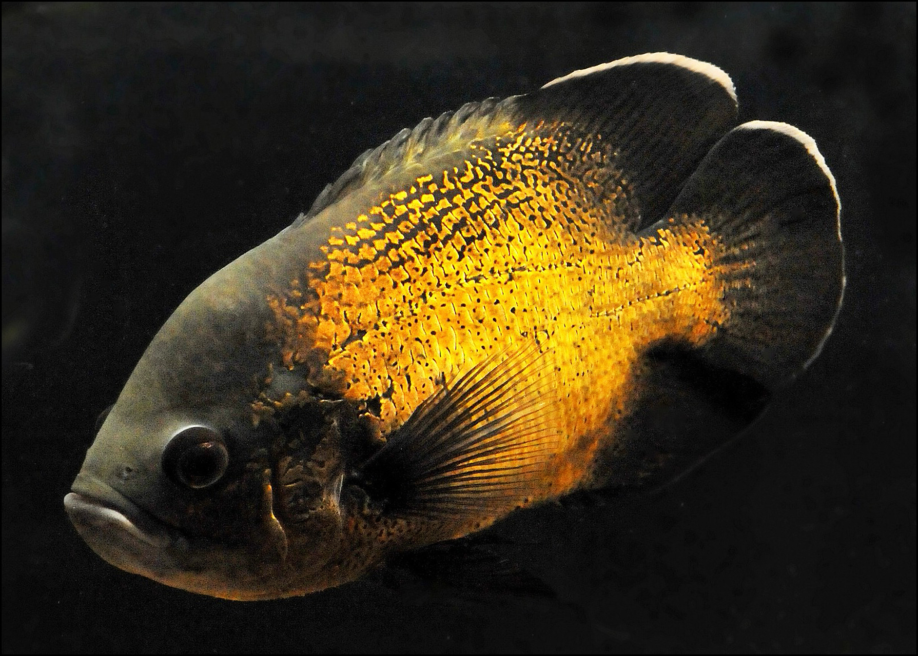 Cichlidé Oscar