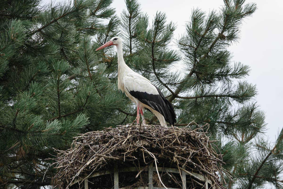 Cigogne Blanche