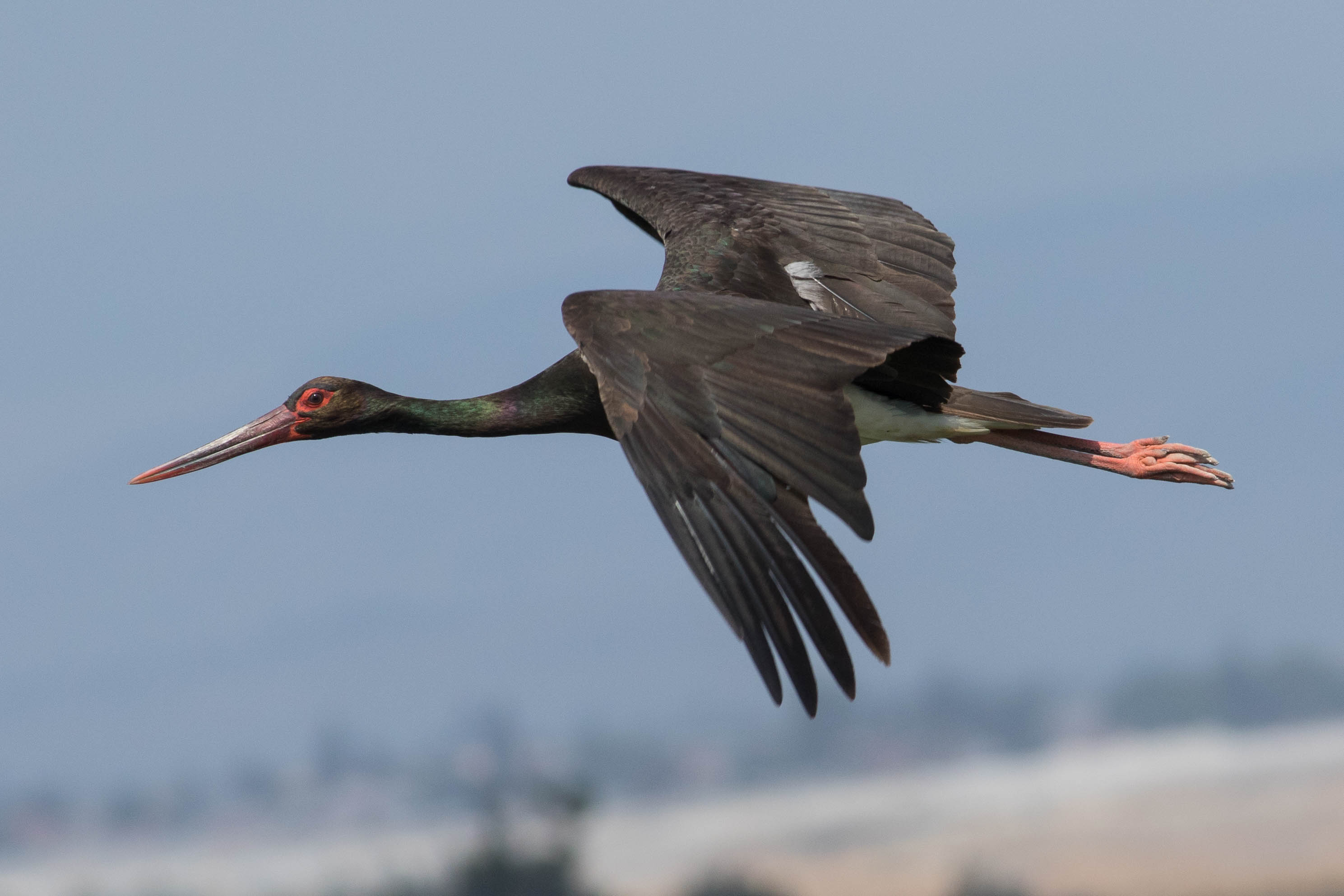 Cigogne noire