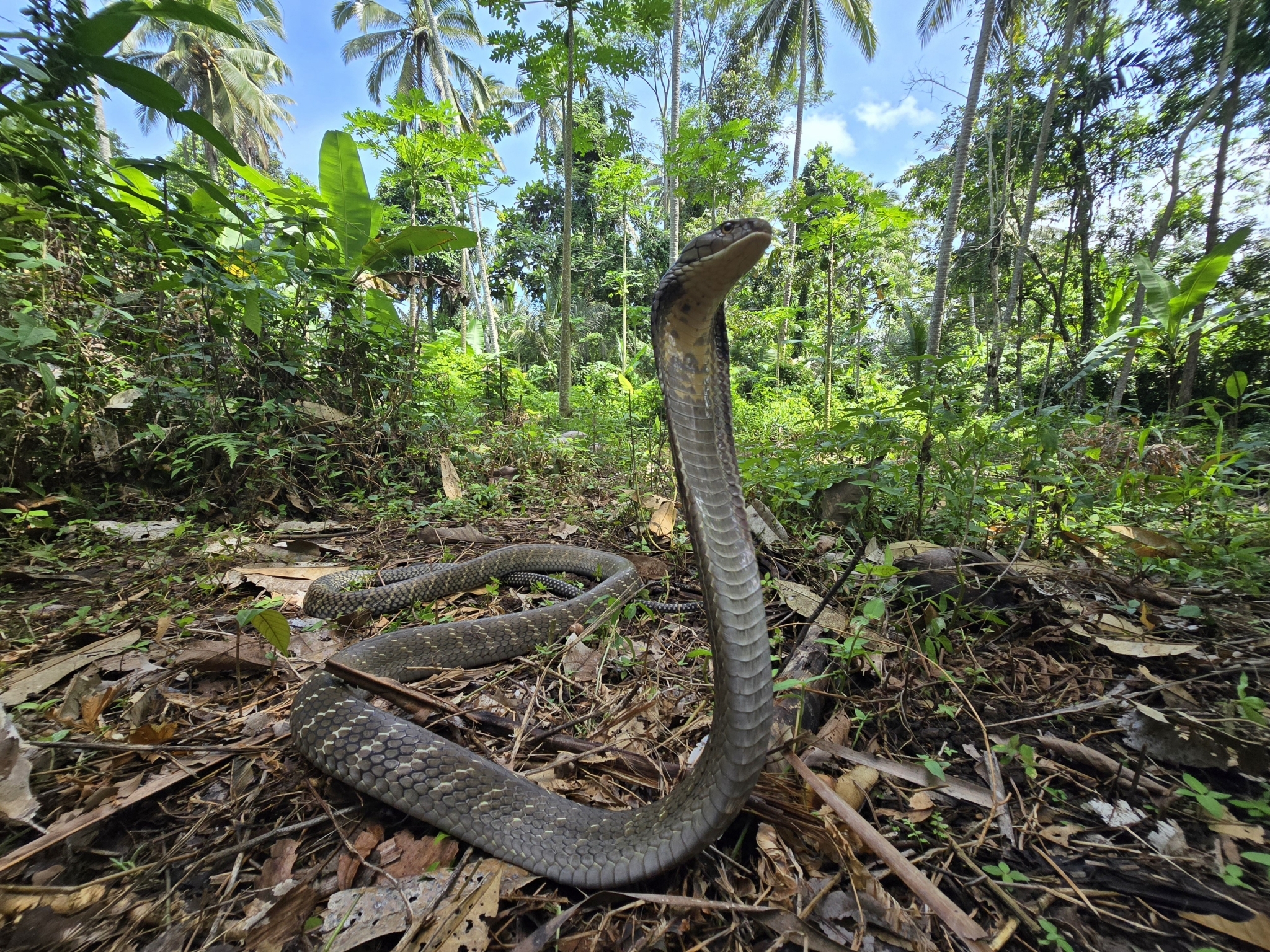 Cobra royal