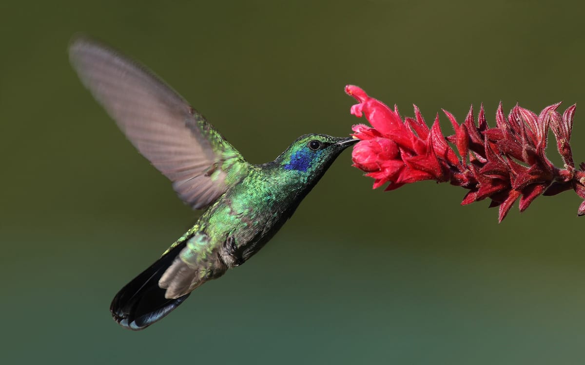 Colibri