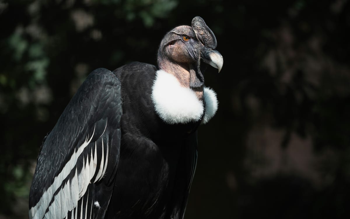 Condor des Andes