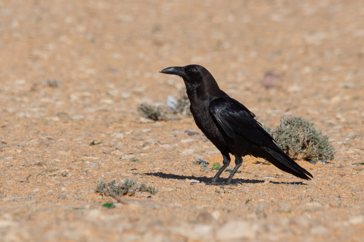 Corbeau