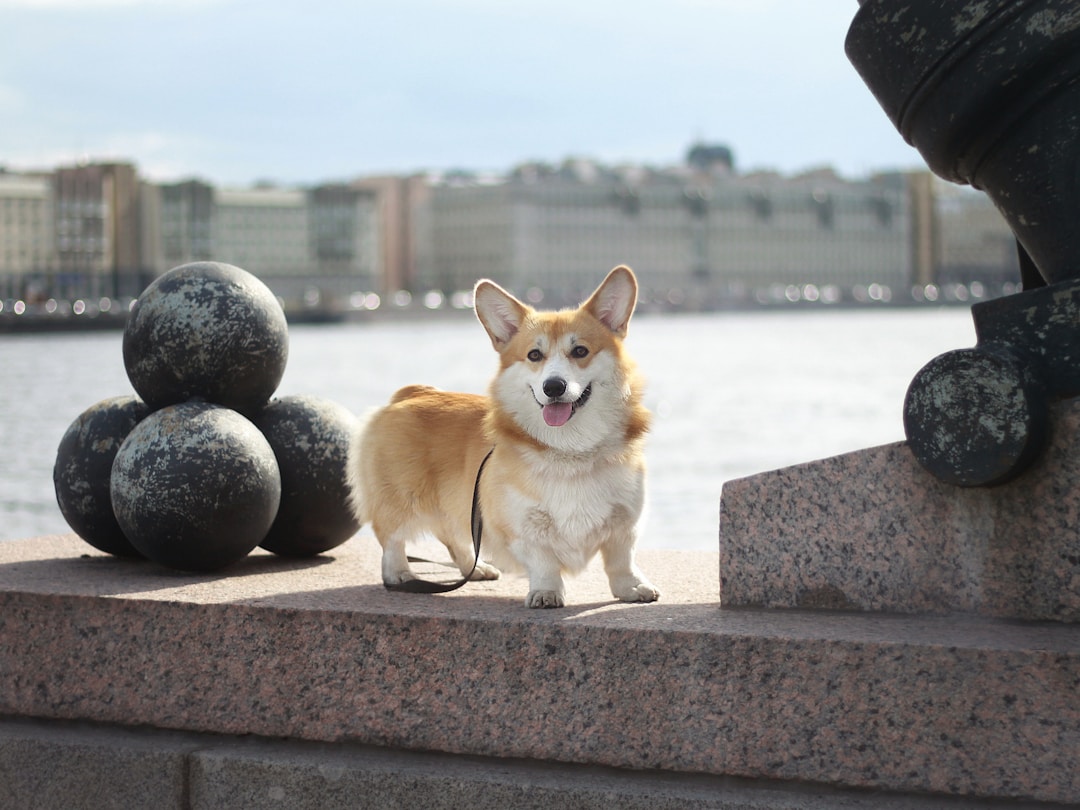 Corgi Gallois