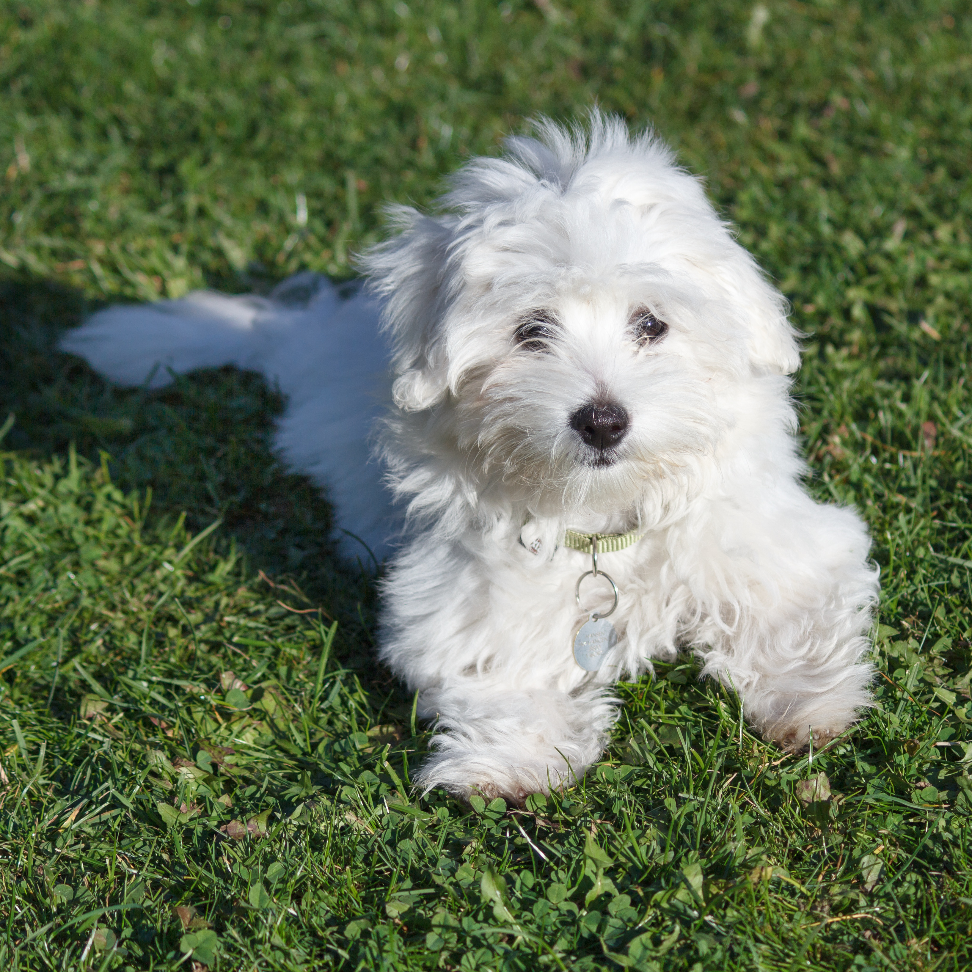 Coton de Tuléar