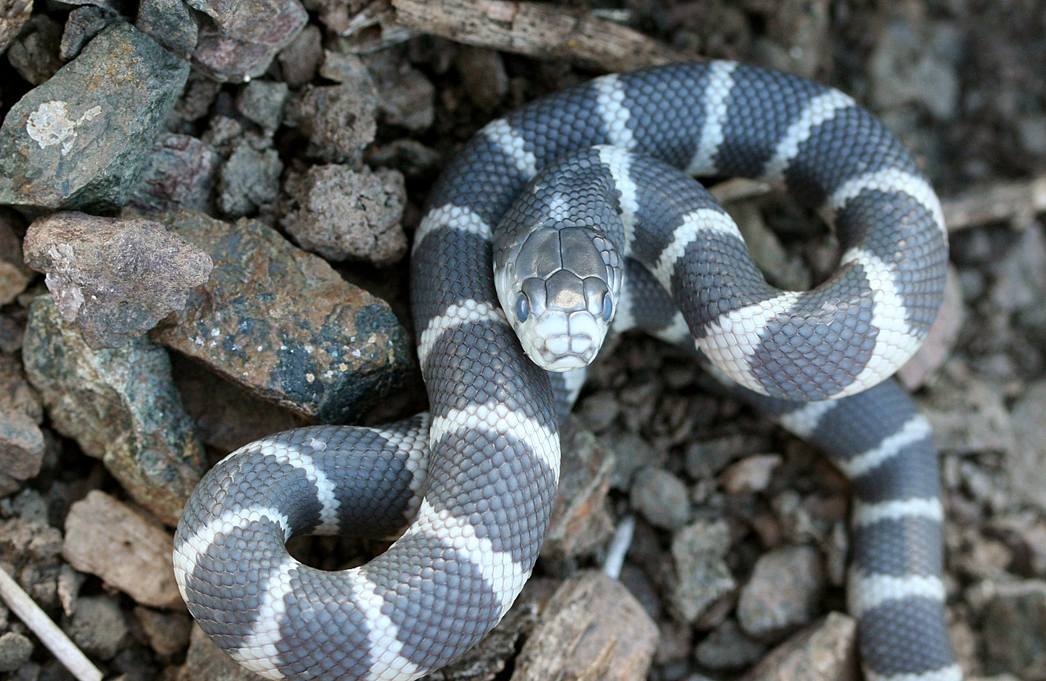 Couleuvre royale de Californie : Serpent aux anneaux alternés noirs, blancs ou jaunes et rouges