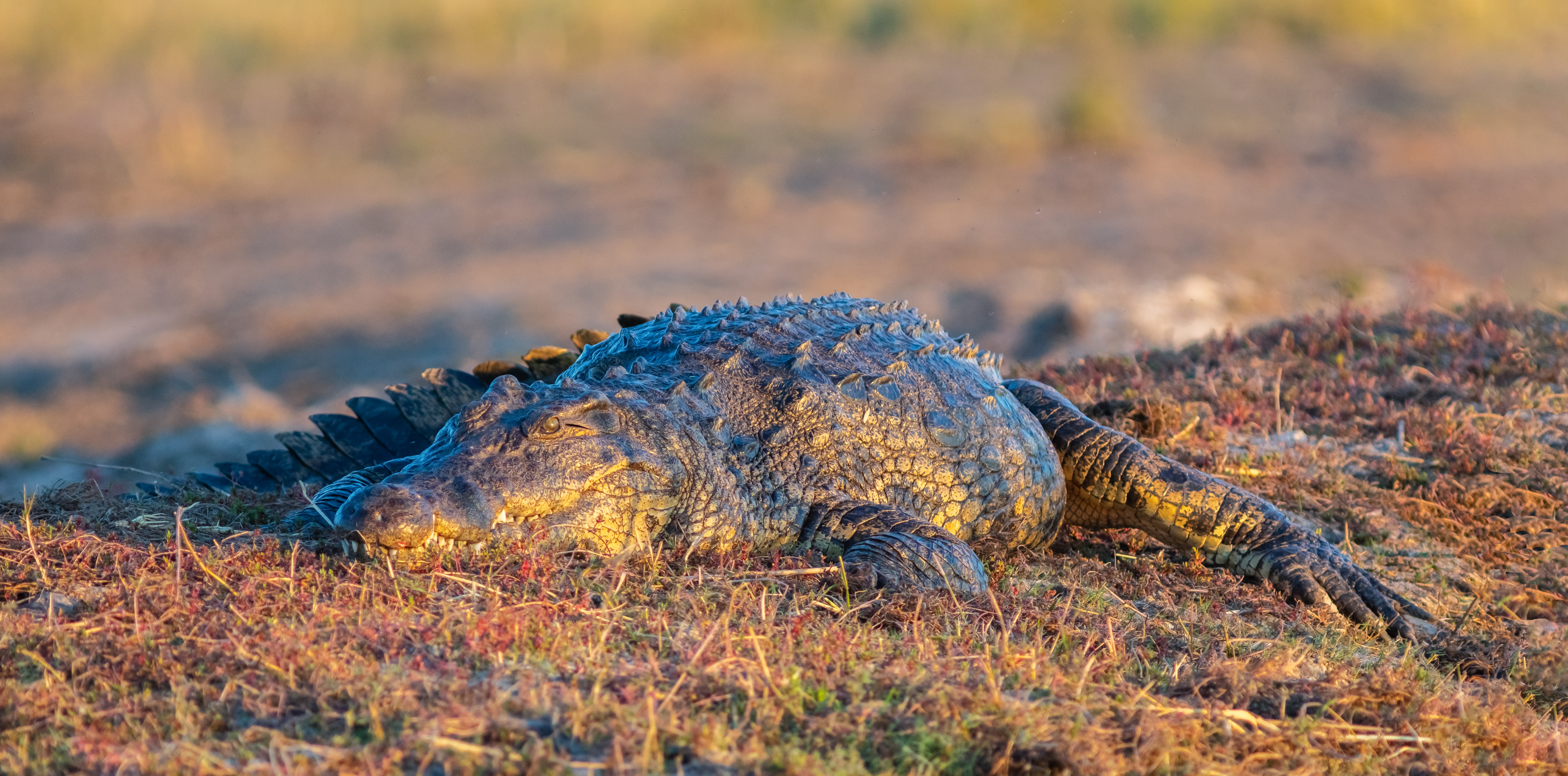 Crocodile du Nil