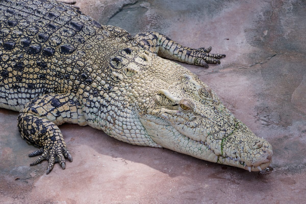 Crocodile marin : Très grand crocodile au museau large et aux mâchoires puissantes