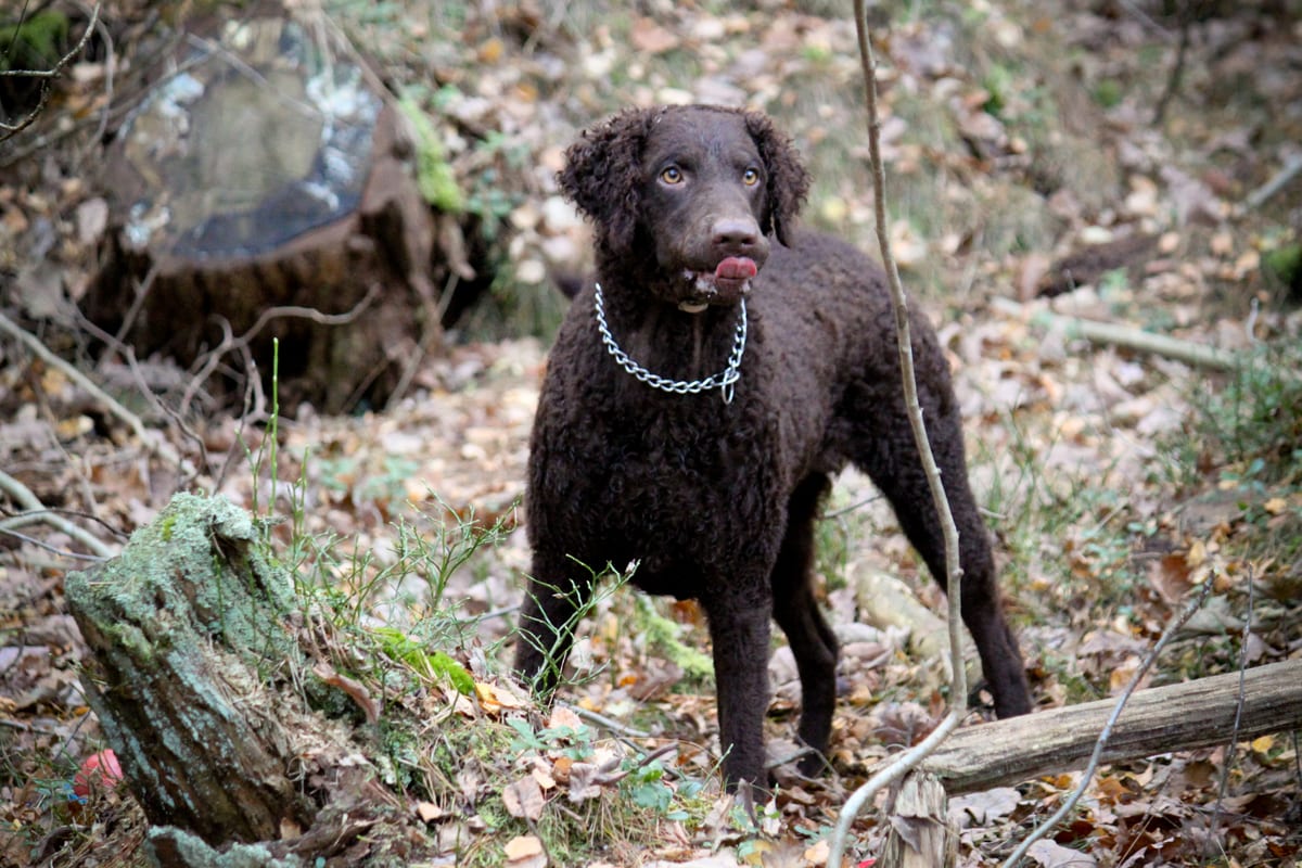 Curly-Coated Retriever