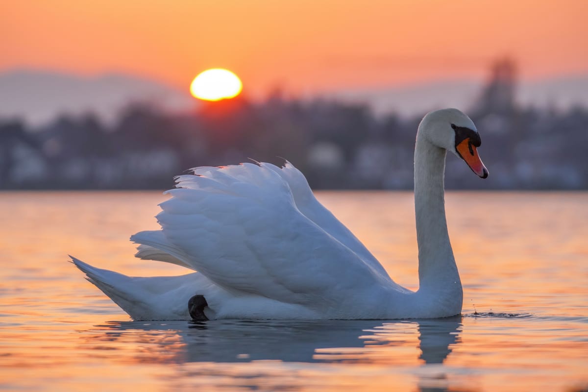 Cygne Tuberculé